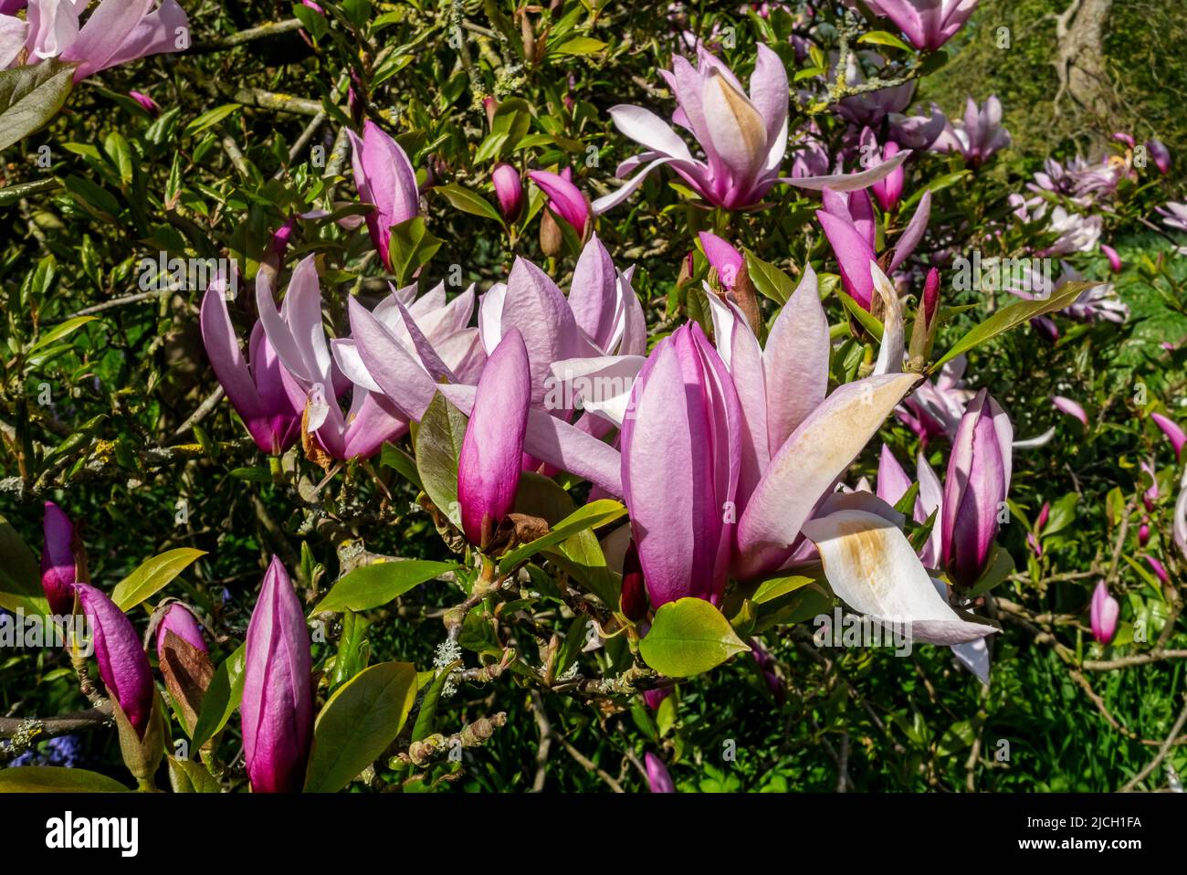 Nahaufnahme von Magnolia soulangeana 'Lennei' rosa blühenden Blüten Knospen Sträucher im Frühling England UK Vereinigtes Königreich GB Großbritannien Stockfoto