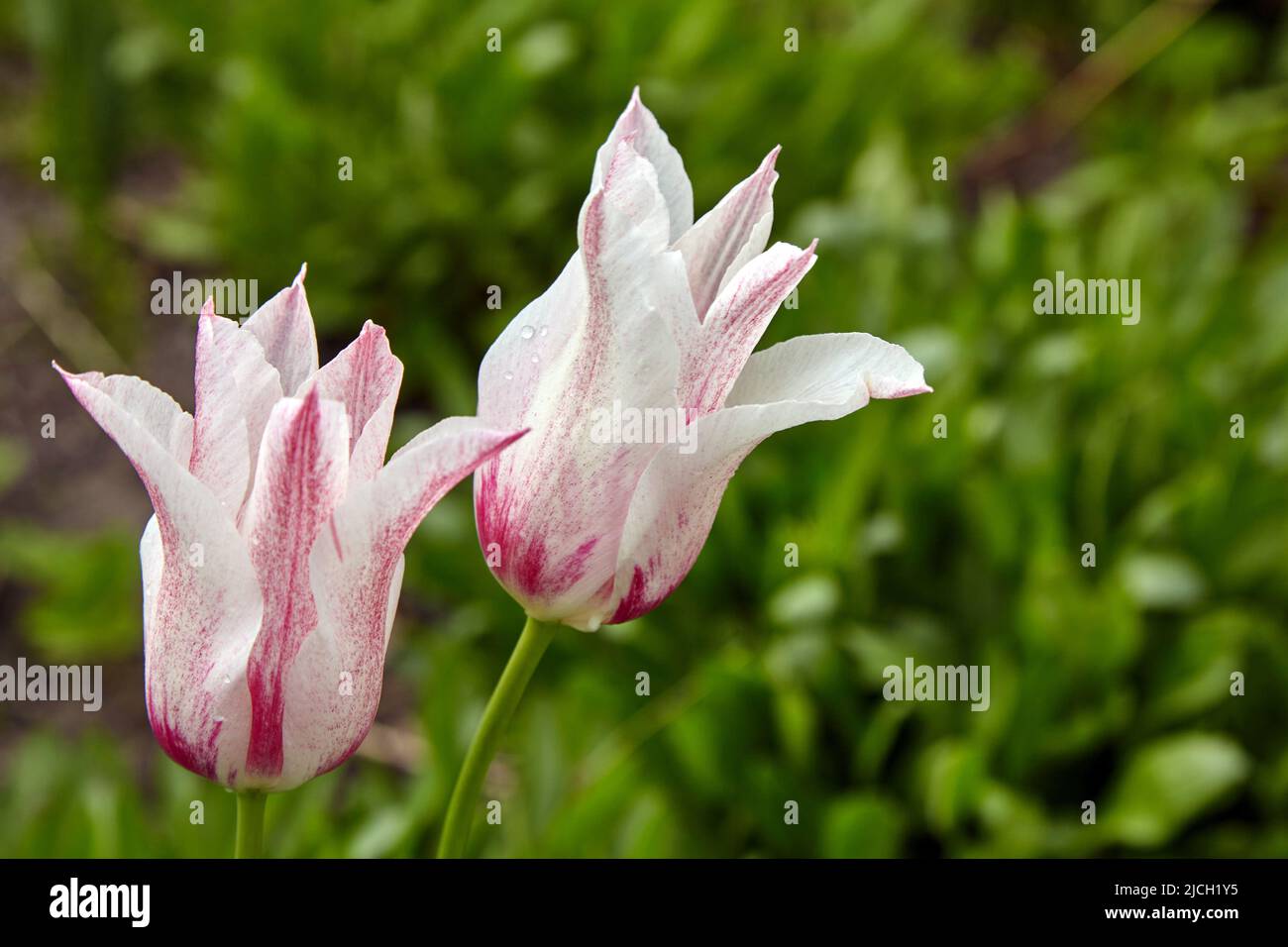 Schöne weiß-rosa Tulpen mit Wassertropfen nach dem Regen. Frühlingsblumen Stockfoto