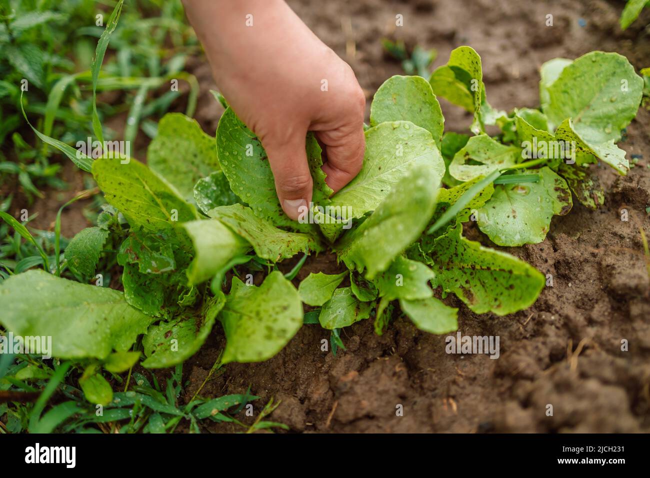 Weibliche Holding-Set von beliebten kulinarischen Kräutern arugula Dill Salatblätter im Gemüsegarten Stockfoto
