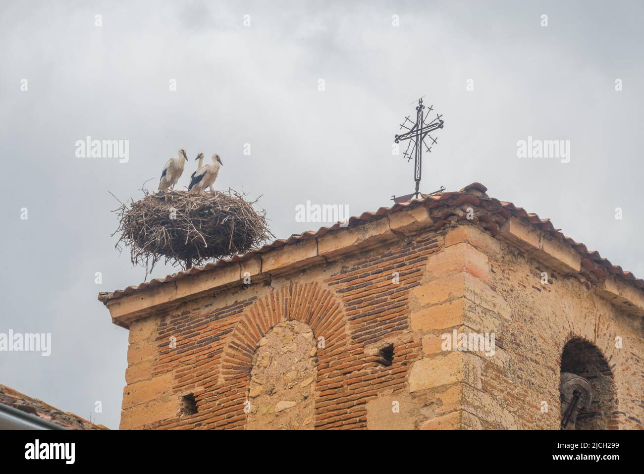 Drei Störche in ihrem Nest. Stockfoto