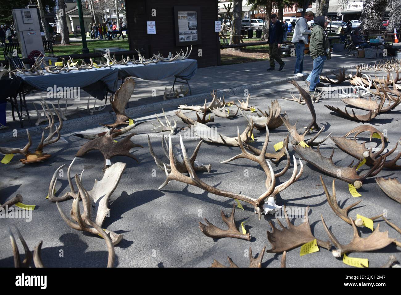Jackson, WY. USA. 5/21/2022. Boy Scouts of America: Jährliche Auktion von Elch- und Elchgeweih plus Bisons-Schädel. Startpreis pro Pfund $18 Stockfoto