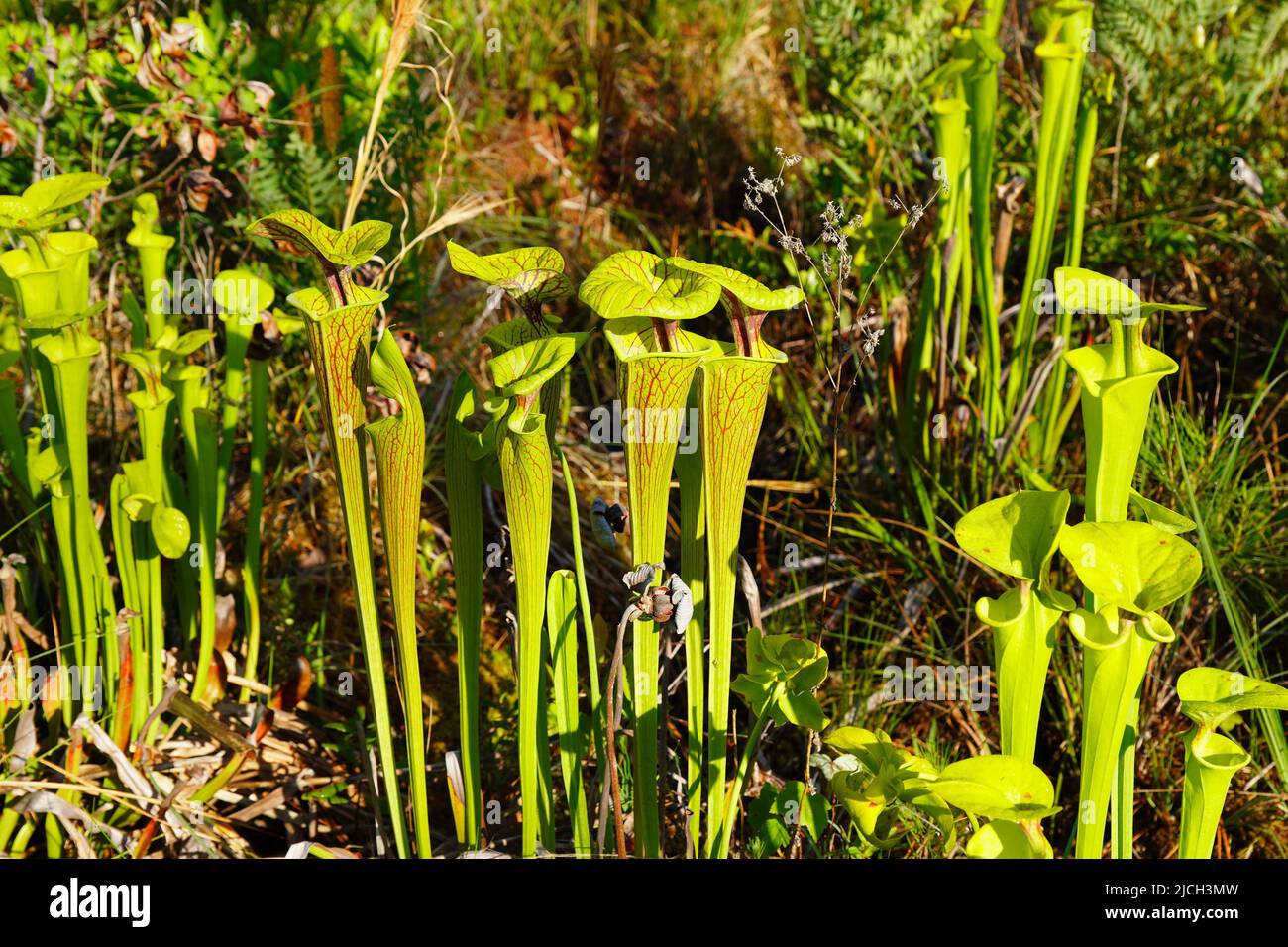 Yellow Pitcher Plant, Sarracenia flava, eine fleischfressende Pflanze, die Insekten in ihren kannenähnlichen Blättern einfängt und verdaut. Stockfoto