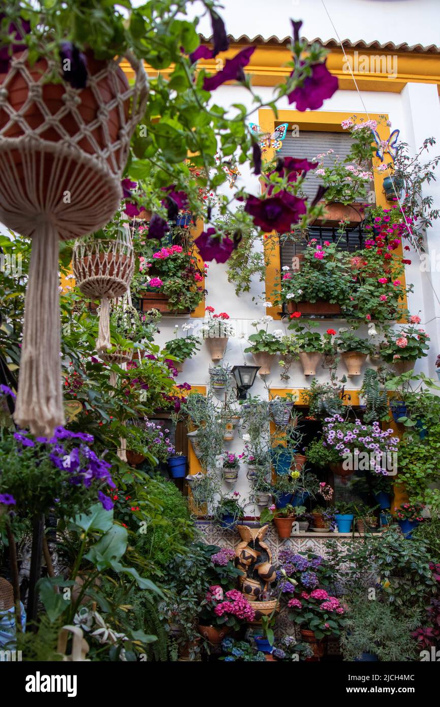 Patio lleno de flores en primavera, Córdoba, España Stockfoto