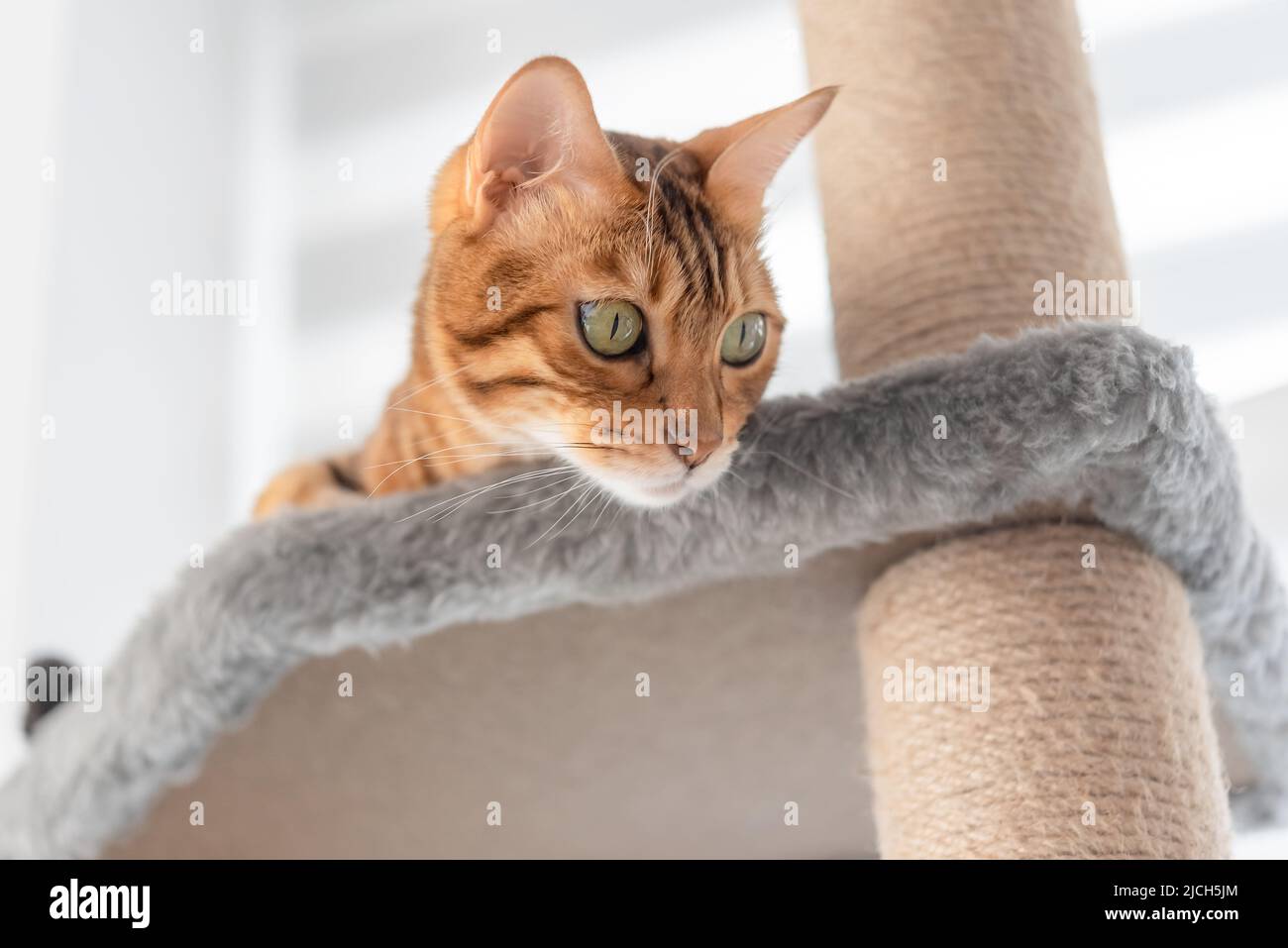 Bengalkatze und Möbel für Katzen - Kratzpfosten, im Wohnzimmer. Stockfoto