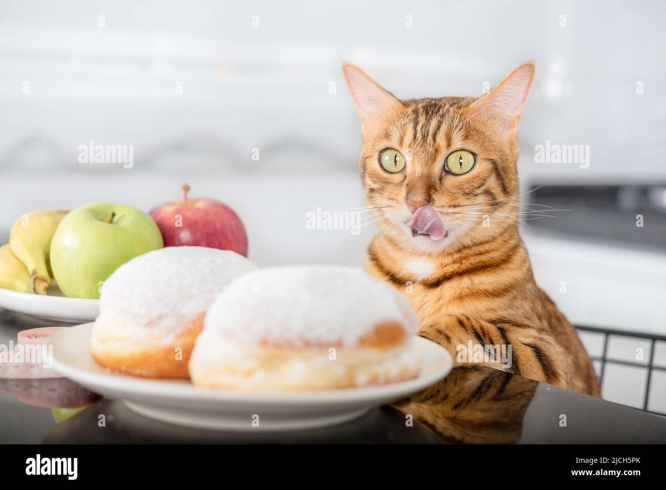 Die Katze leckt sich die Lippen, während sie auf die Donuts schaut. Die Wahl zwischen ungesunden und gesunden Lebensmitteln. Stockfoto