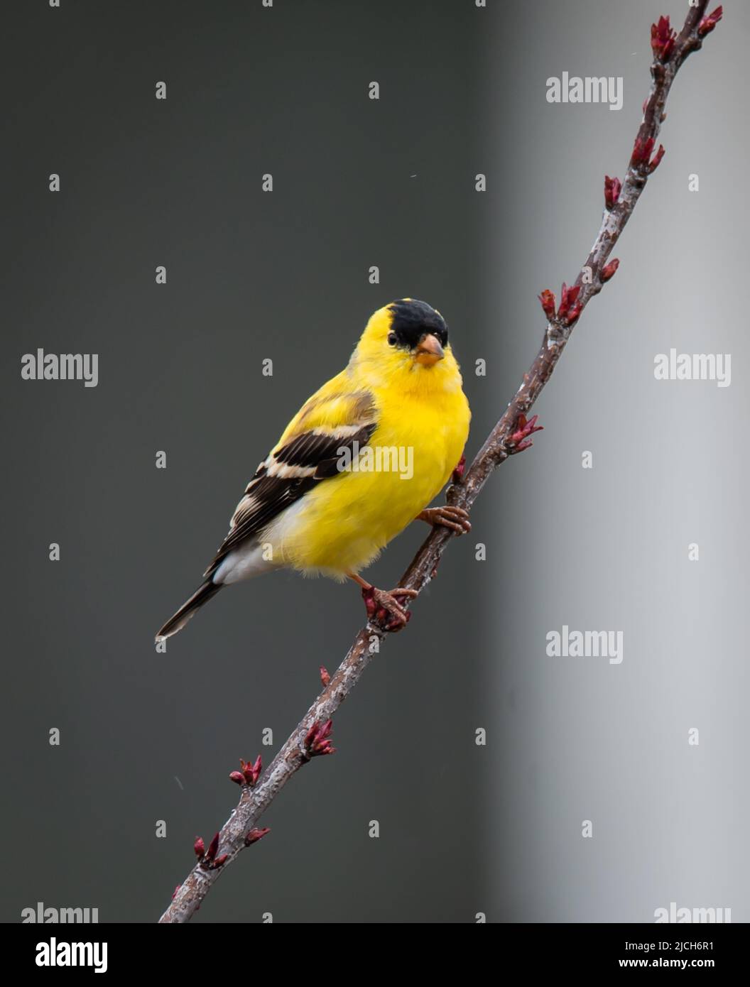 Nahaufnahme eines Goldfinkenvogels, der im Frühjahr auf einem Ast sitzt. Stockfoto