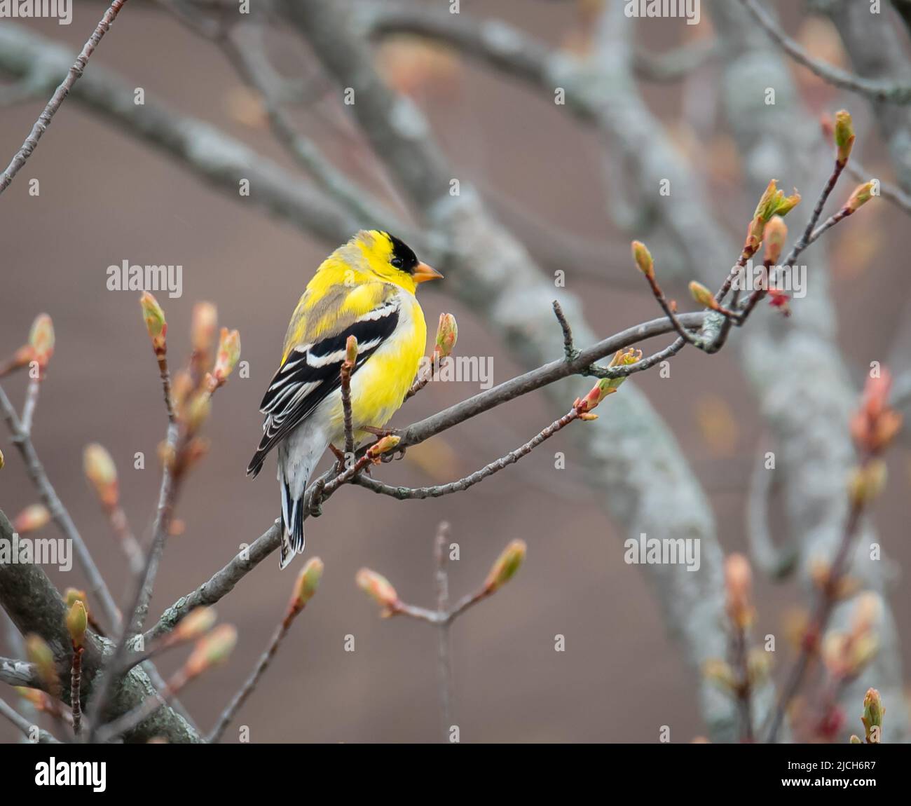Nahaufnahme eines Goldfinkenvogels, der im Frühjahr auf einem Ast sitzt. Stockfoto