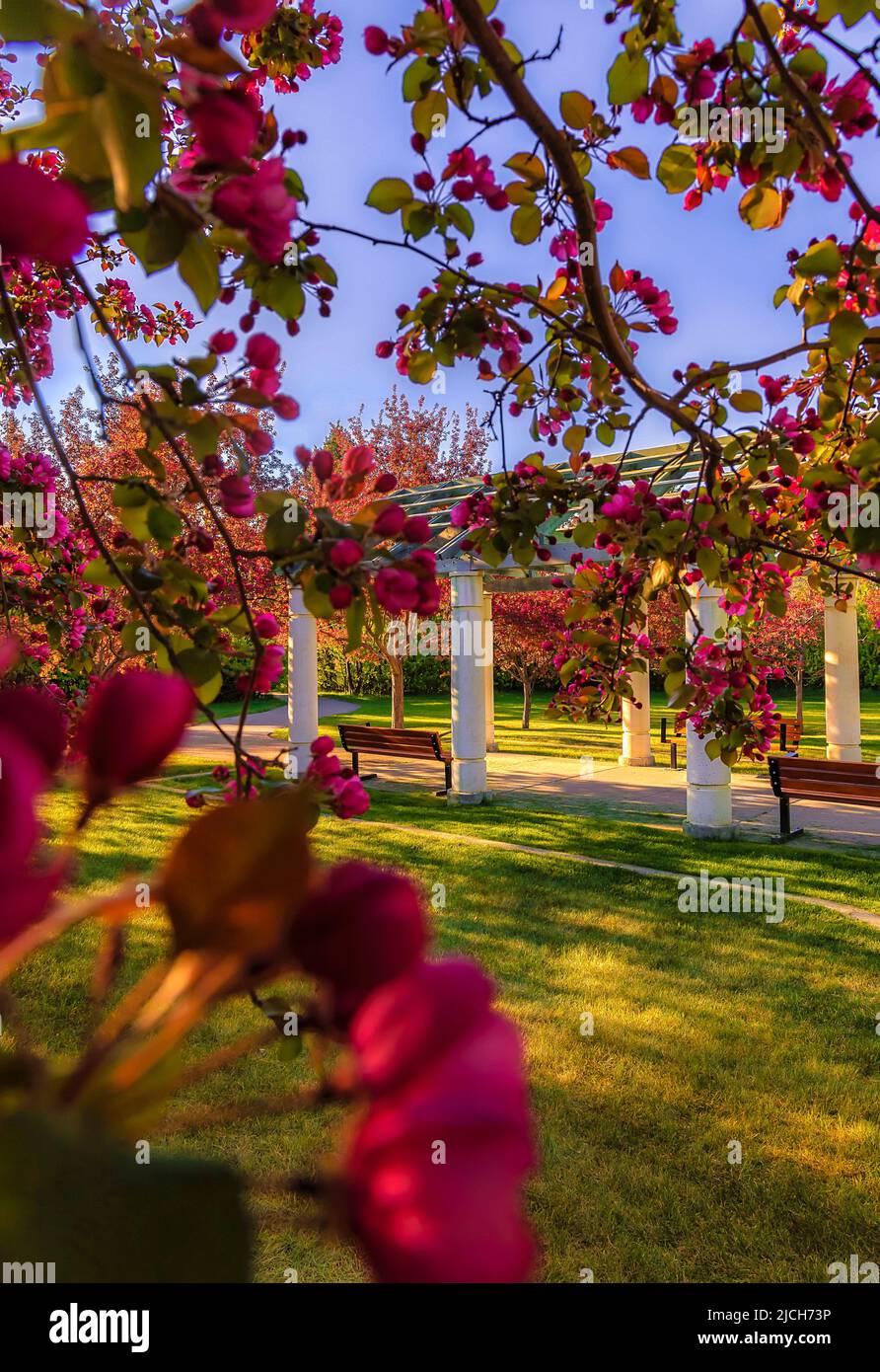 Rosafarbene Frühlingsblumen umschließen Einen Calgary Park Stockfoto