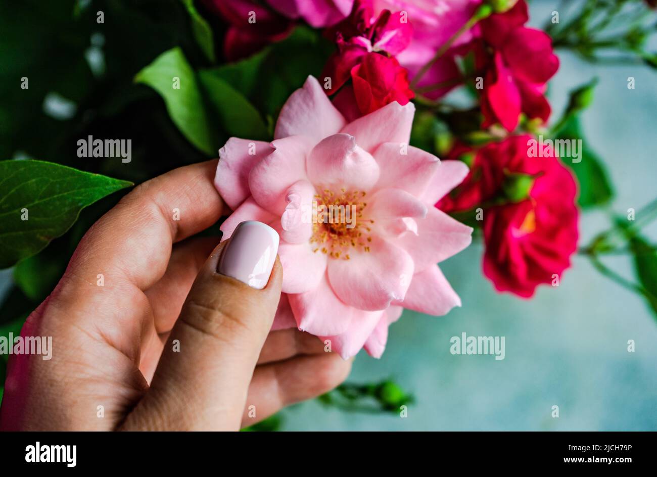 Bouquet von Rosenblüten in den Händen Stockfoto
