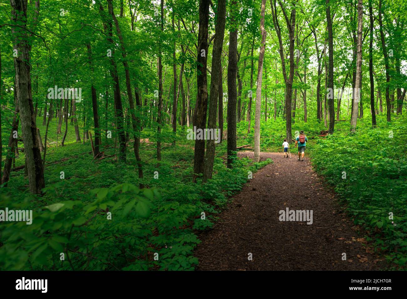 Vater und Sohn wandern auf einem Waldweg in den Effigy Mounds in Iowa Stockfoto