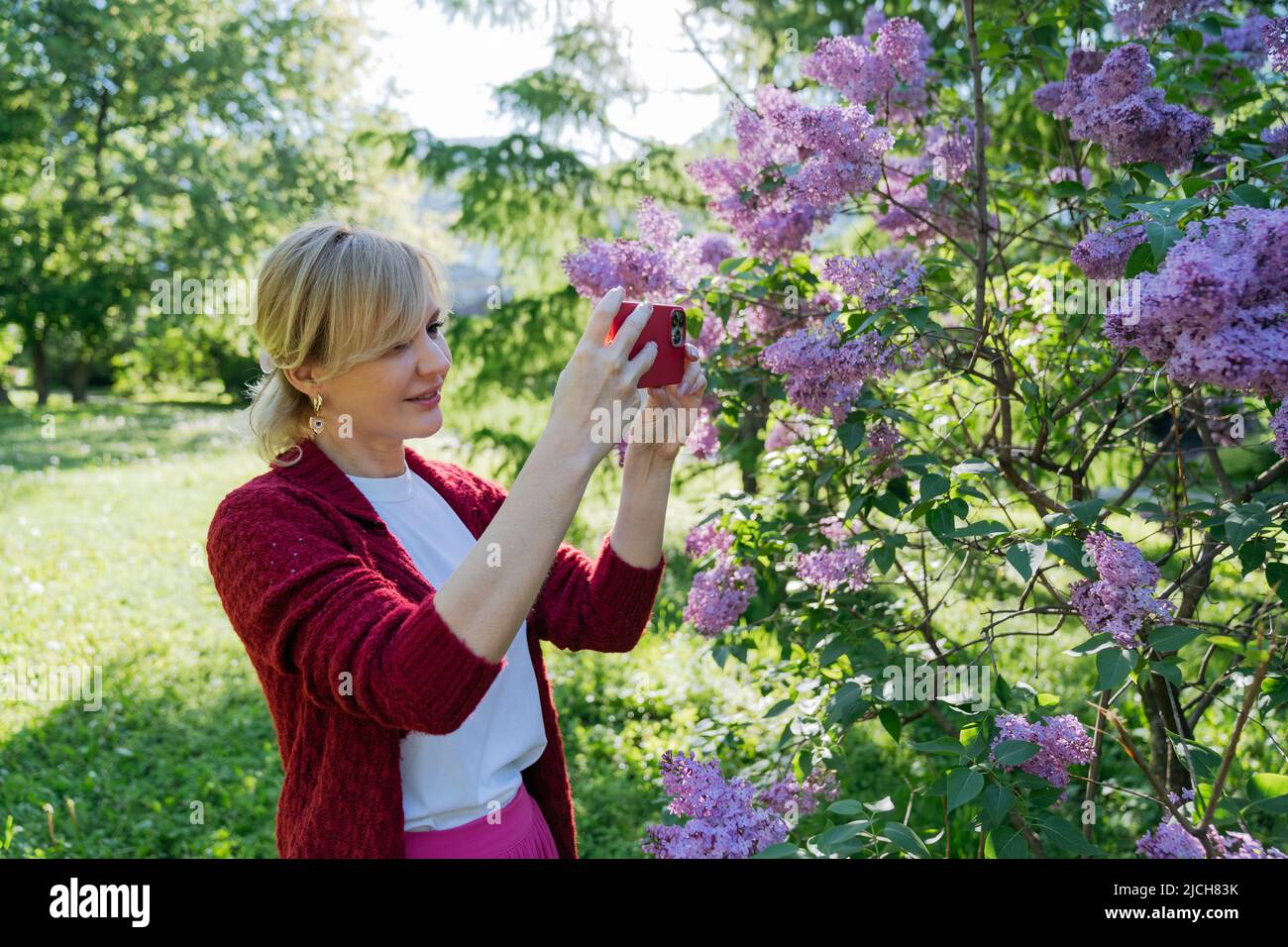 Eine Frau fotografiert Flieder auf ihrem Smartphone. Stockfoto