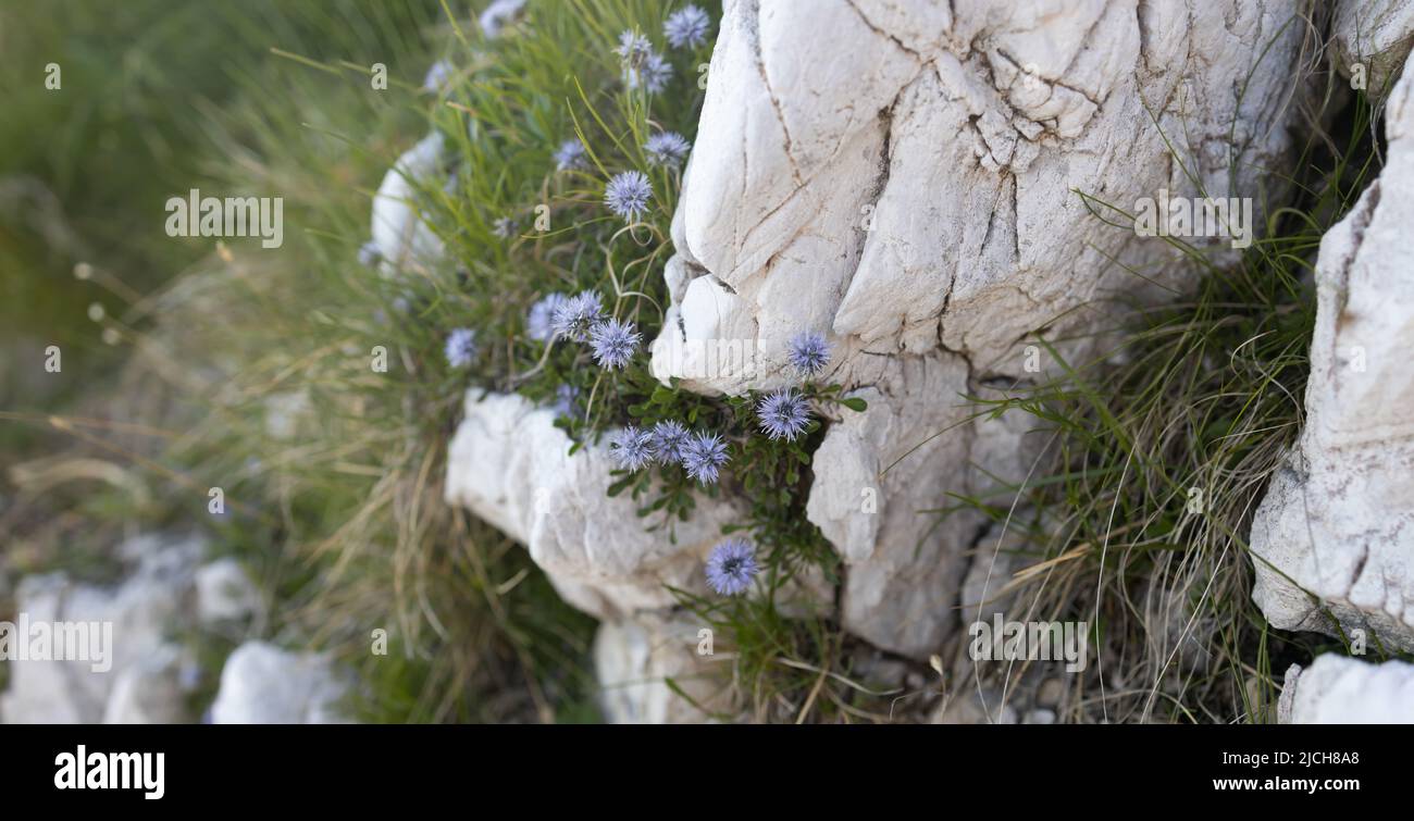 Nahaufnahme von wilden Blumen, die zwischen weißen Felsen in den Bergen wachsen, Panorama Stockfoto