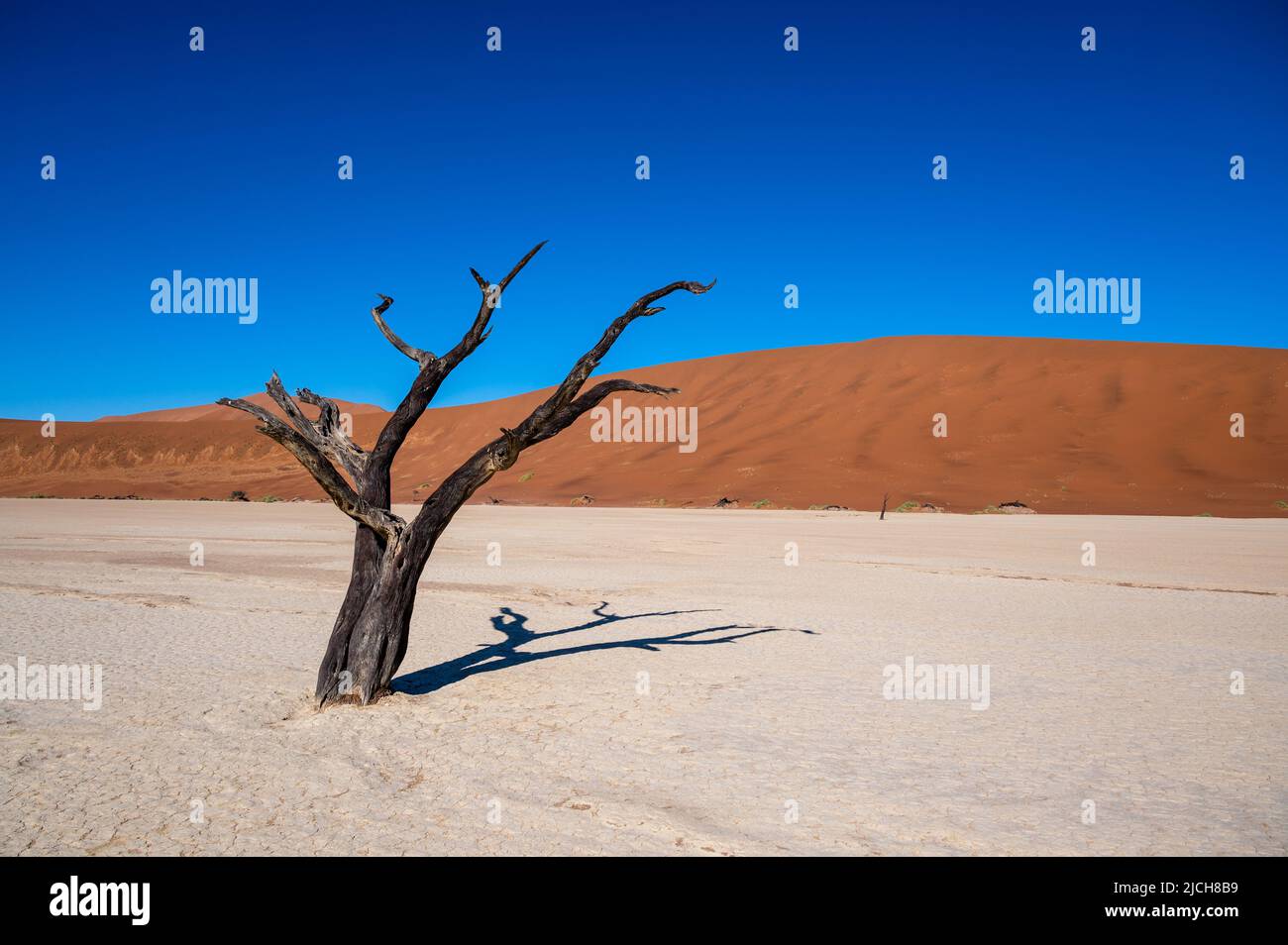 Tote Kameldornbäume umgeben von hohen Sanddünen in Deadvlei, Namib-Naukluft National Park, Namibia, Afrika. Stockfoto