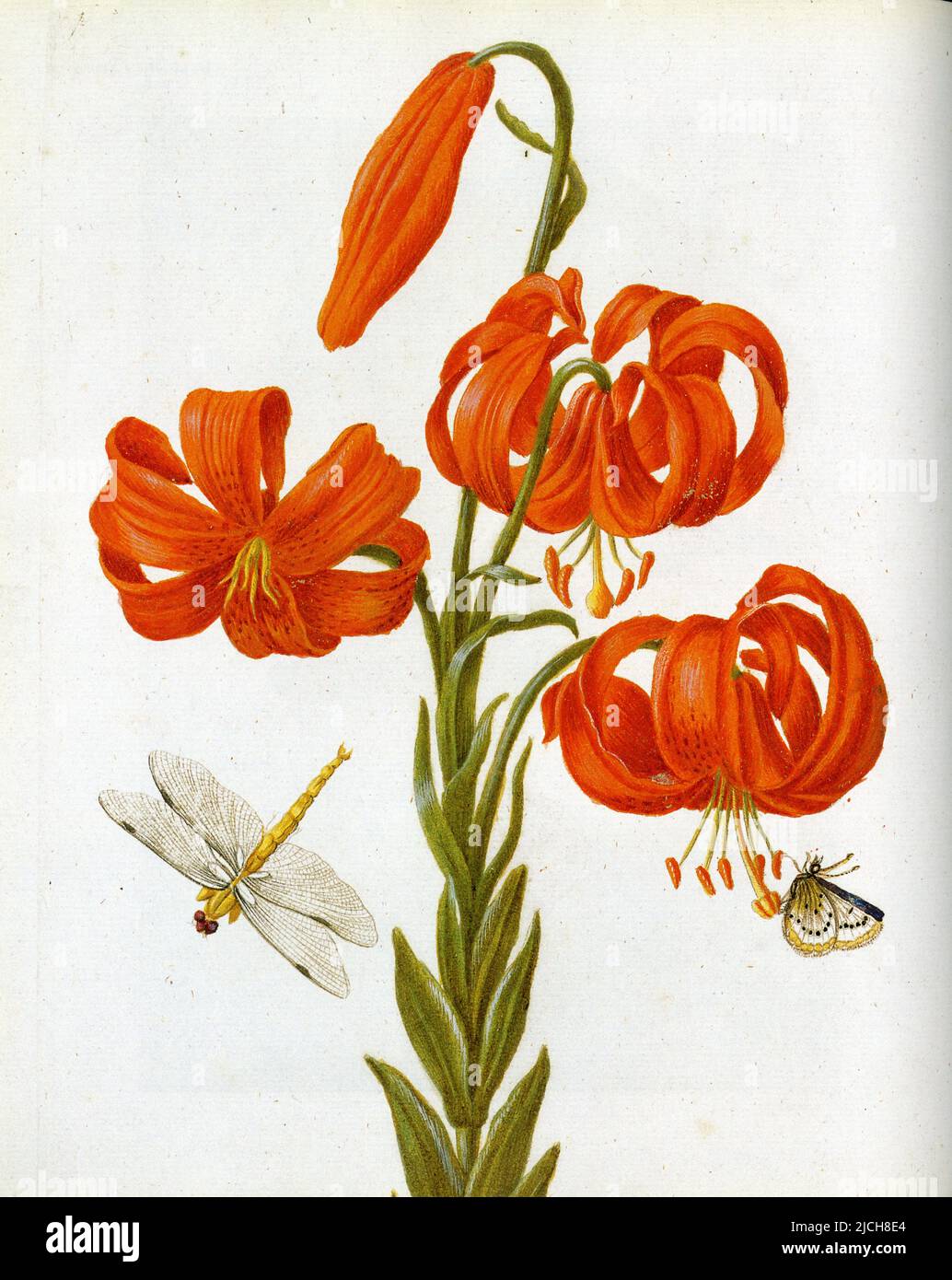 Peinture à la main d'une plante et des insectes de MARIA SIBYLLA MERIAM Stockfoto
