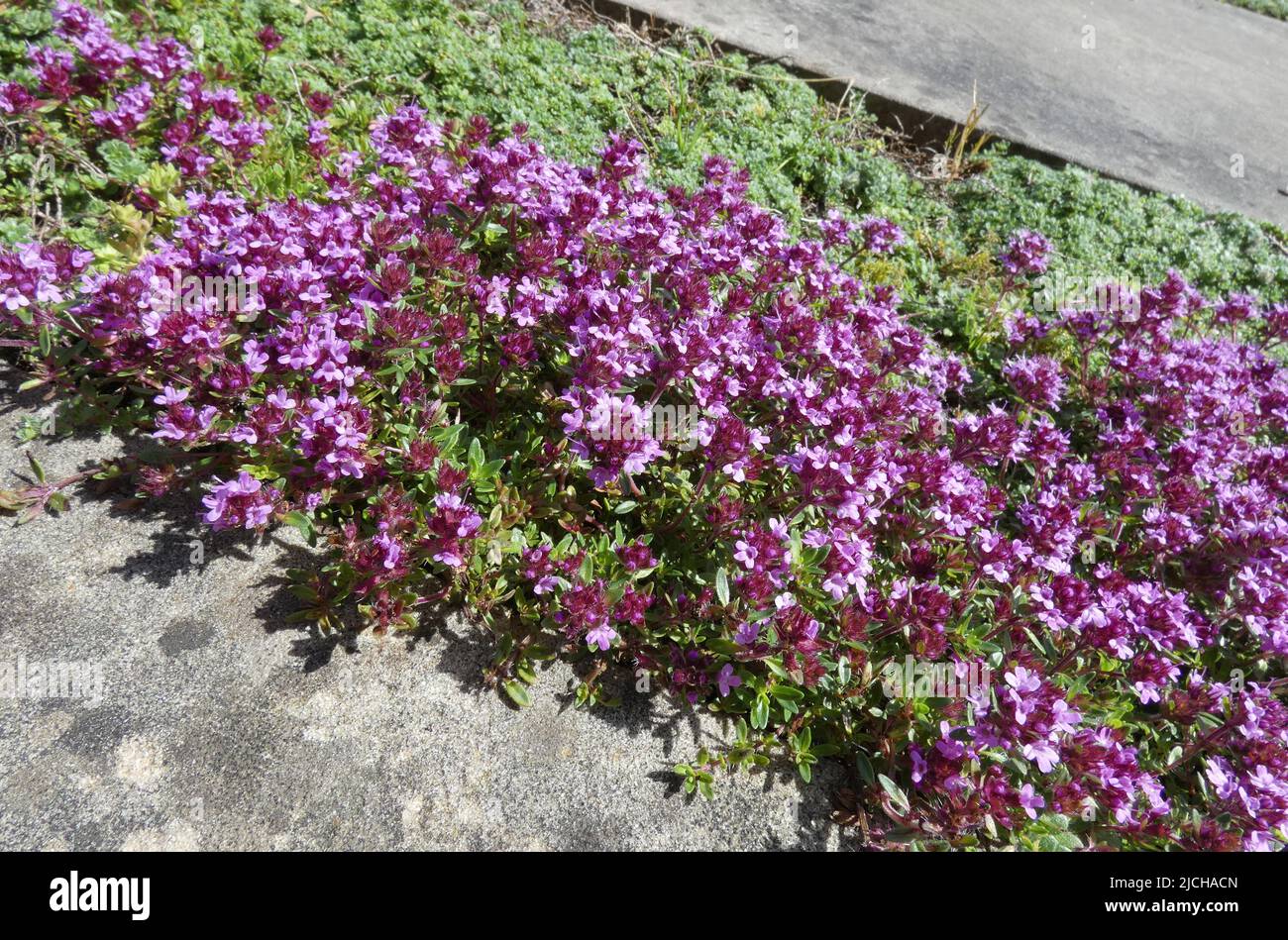 Dieser schleichende Thymian ist extrem niedrig und blüht früh. Es ist hier zwischen Steinplatten gepflanzt. Gesehen in Nordhorn, Deutschland Stockfoto