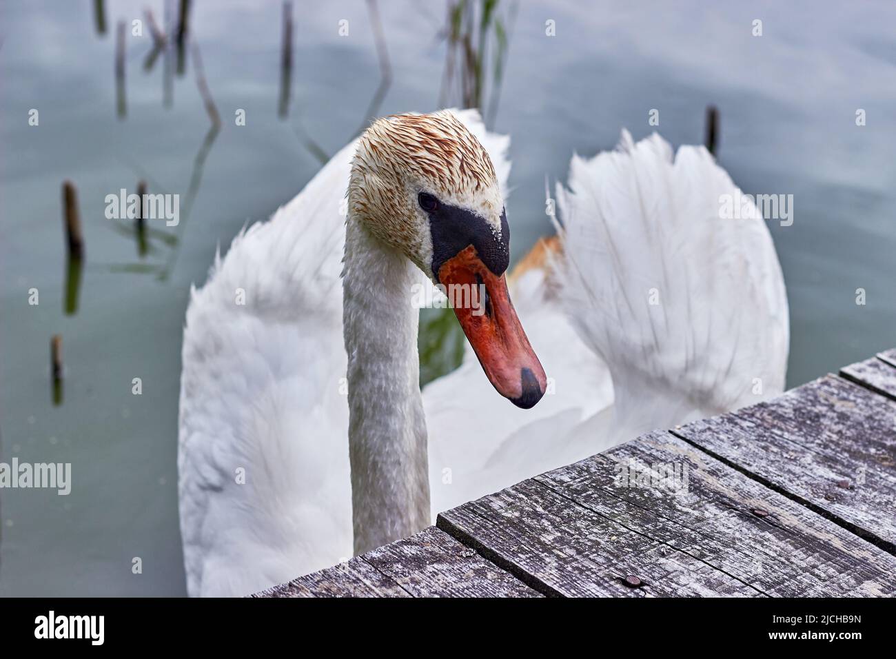 Ein anmutiger weißer Schwan in der Nähe eines hölzernen Piers vor dem Hintergrund des azurblauen Wassers. Stockfoto