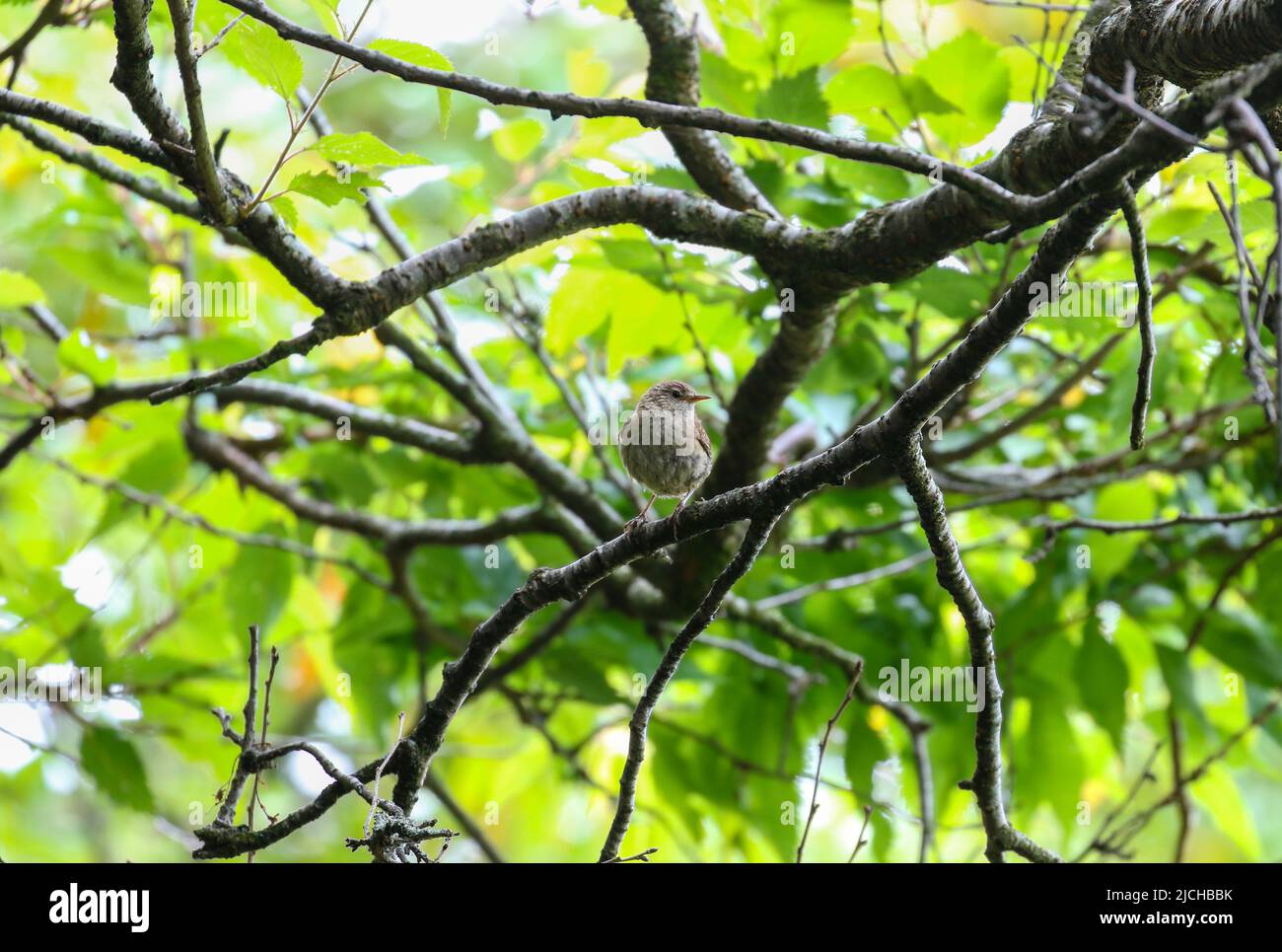 Wren-Vogel 'Troglodytes troglodytes' auf einem Ast mit frischen grünen Blättern, die im Hintergrund wehen. Dublin, Irland Stockfoto