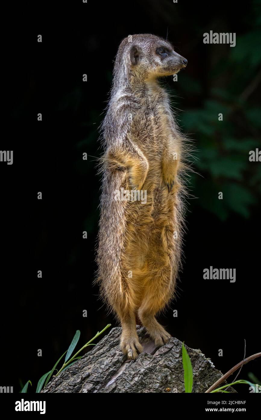 Erdmännchen / surikat (Suricata suricatta) wachtposten, der aufrecht auf der Suche nach Raubtieren steht, die in den Wüsten des südlichen Afrikas beheimatet sind Stockfoto