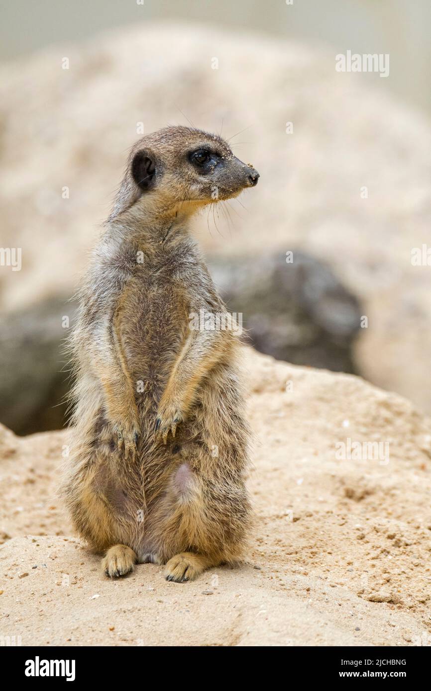 Erdmännchen / surikat (Suricata suricatta) wächter, der aufrecht auf der Suche nach Raubtieren ist, die in den Wüsten des südlichen Afrikas beheimatet sind Stockfoto