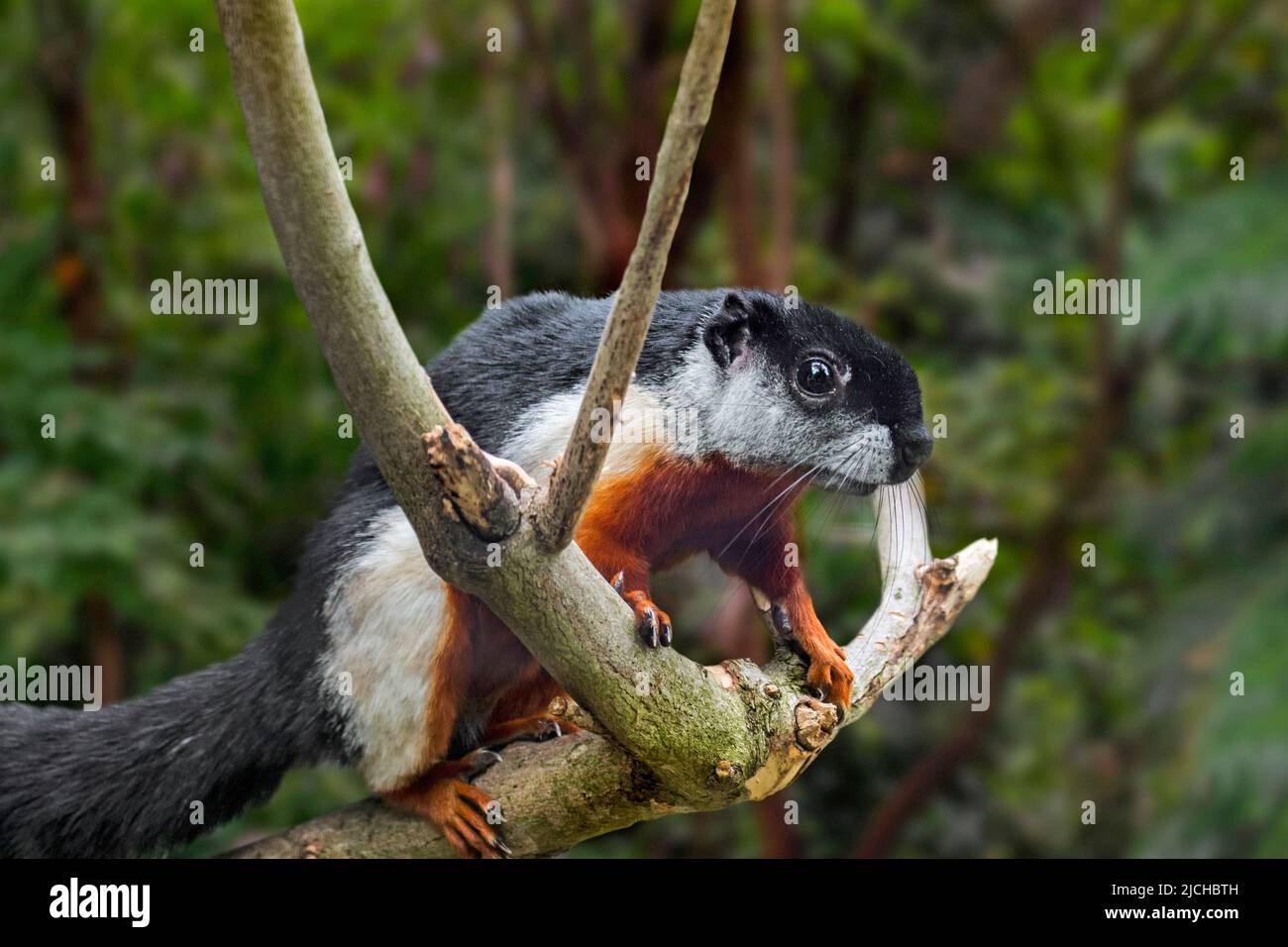 Prevost-Eichhörnchen / Asiatisches dreifarbiger Eichhörnchen (Callosciurus prevostii) im tropischen Regenwald, der auf der thailändisch-malaiischen Halbinsel, Sumatra, Borneo, beheimatet ist Stockfoto