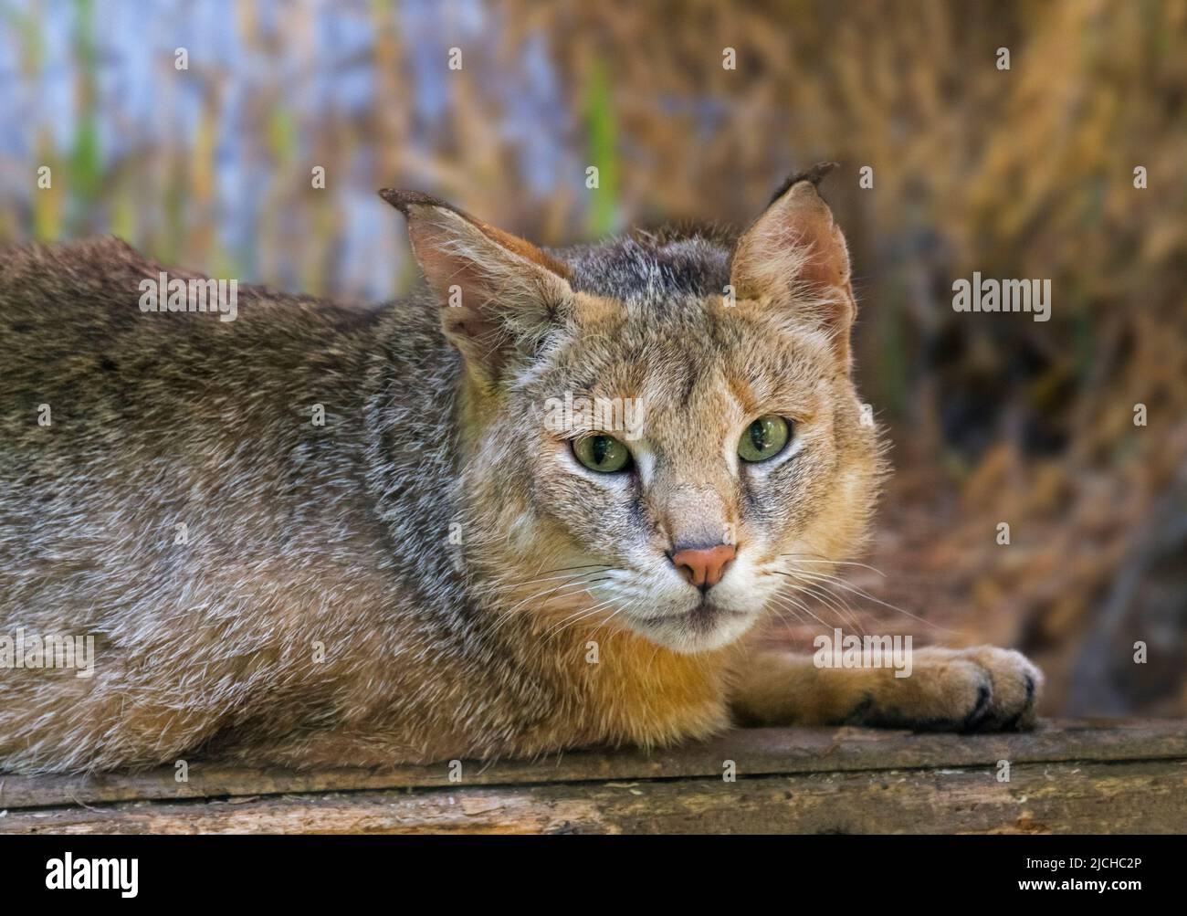 Dschungelkatze / Schilfkatze / Sumpfkatze (Felis chaus / Felis catolynx) in Feuchtgebieten, die im Nahen Osten, im Kaukasus, Südasien und Südchina beheimatet sind Stockfoto