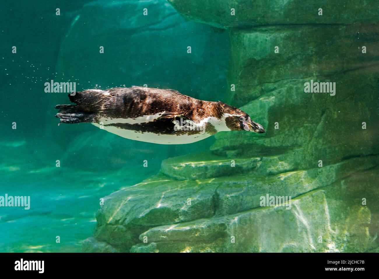Gefangener Humboldt-Pinguin / peruanischer Pinguin (Spheniscus humboldti) aus Südamerika, Schwimmen unter Wasser im Zoo / zoologischen Garten Stockfoto