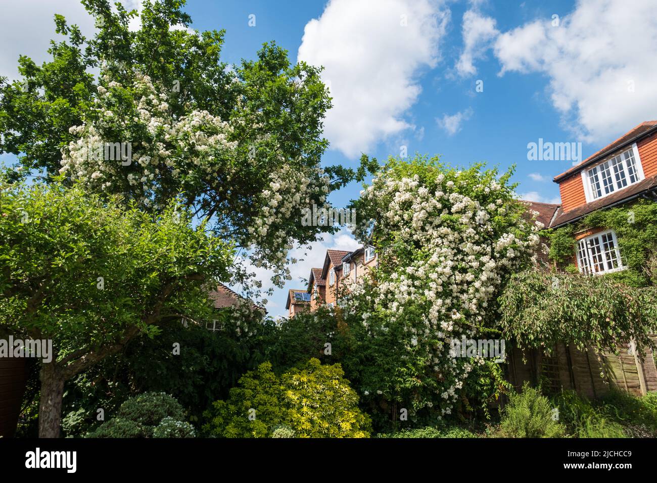 Kräftige Wanderrose mit weißen Blütenköpfen. Die grassierende Rosenpflanze klettert in einem Vorstadtgarten in London hohe Bäume hinauf, darunter eine große Eiche Stockfoto