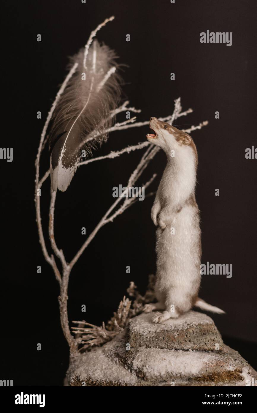 Tierfüllung. Faul. Mit offenem Mund, an einem verwelkten Baum mit einer Vogelfeder darin. Stockfoto Tierfüllung. Faul. Mit offenem Mund, an einem verwelkten Baum mit einer Vogelfeder darin. Stockfoto