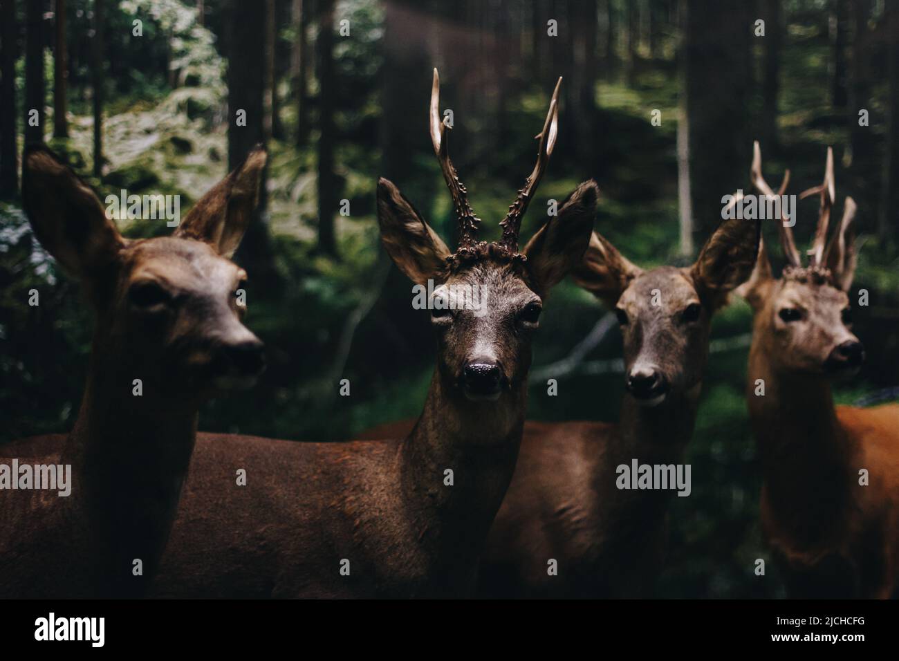 Nahaufnahme von Hirschen. Rehe, die direkt in die Kammer mit kleinen Hörnern im Wald sonnenbeschienenen Blick. Stockfoto