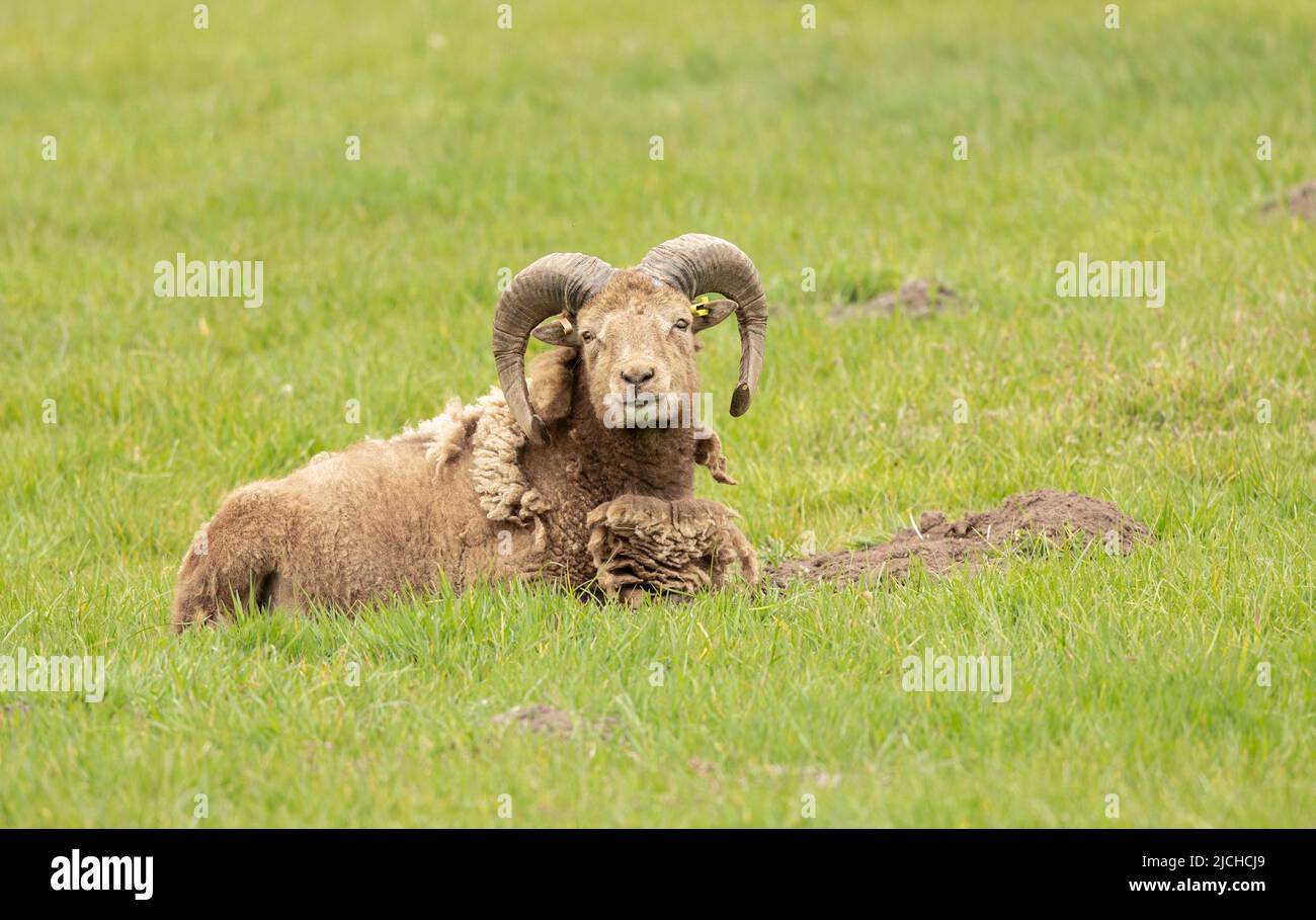 Schaframm mit großen Hörnern und flauschigem Vlies Stockfoto