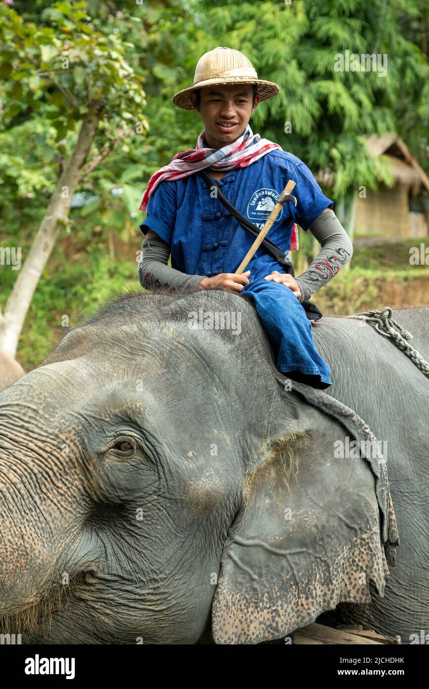 Mahut auf asiatischen Elefanten (Elephas Maximus), Thai Elephant Home Elefanten auf dem Bauernhof, Keudchang Maetang, Chiang Mai, Thailand Stockfoto