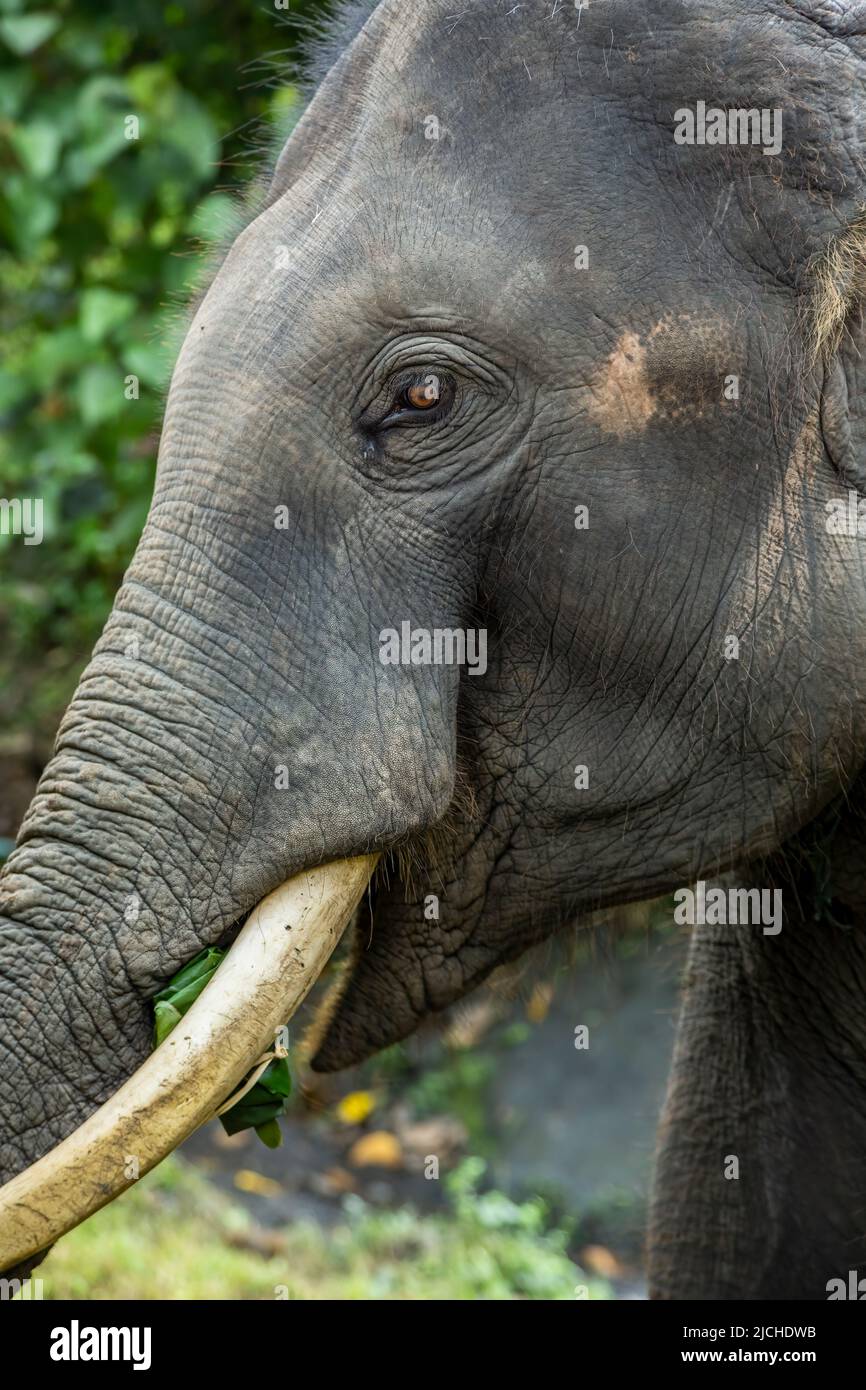 Asiatischer Elefant (Elephas maximus), Thai Elephant Home Elephant Farm, Keudchang Maetang, Chiang Mai, Thailand Stockfoto