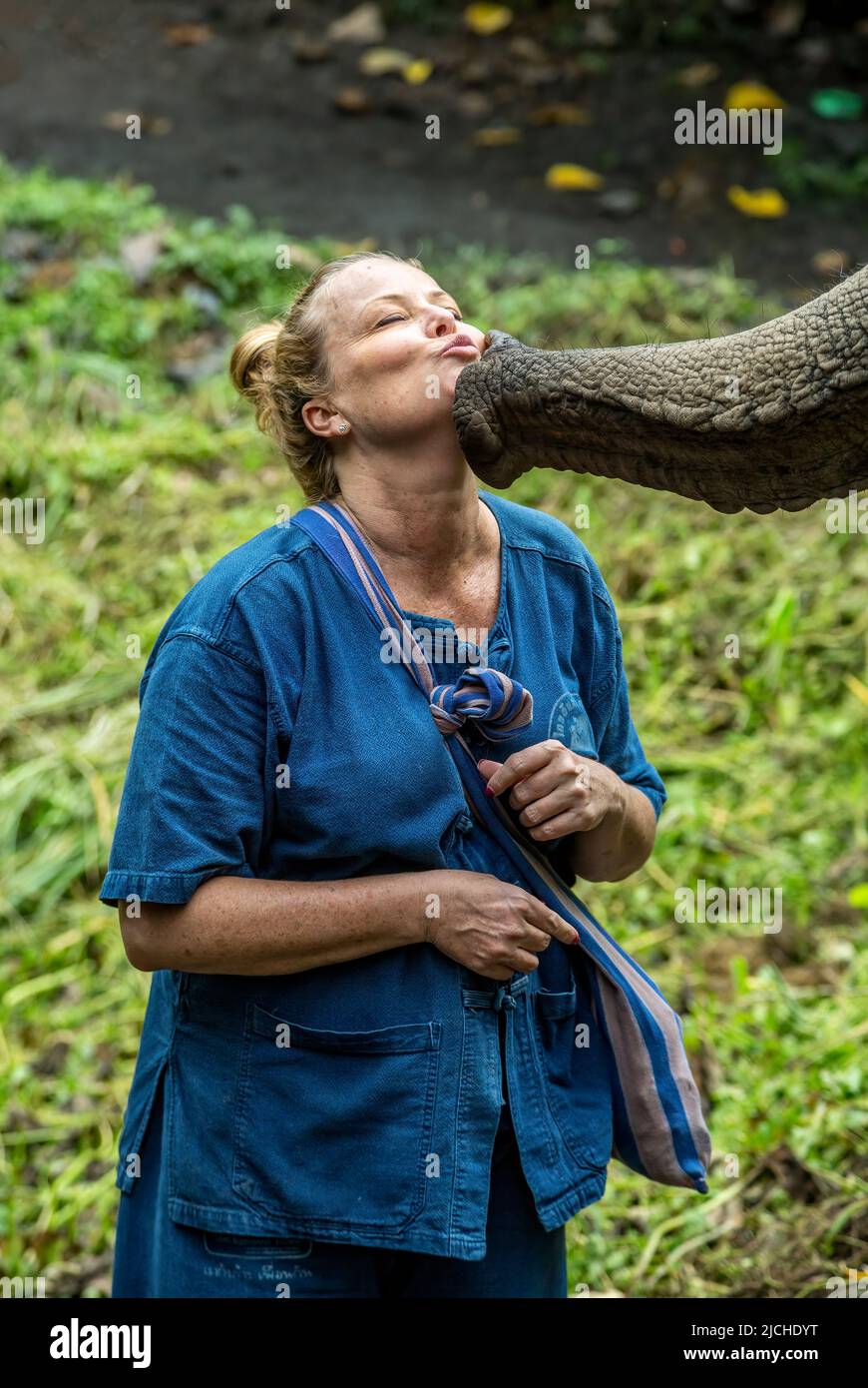 Frau von asiatischen Elefanten (Elephas Maximus), "geküsst" Thai Elephant Home Elefanten auf dem Bauernhof, Keudchang Maetang, Chiang Mai, Thailand Stockfoto