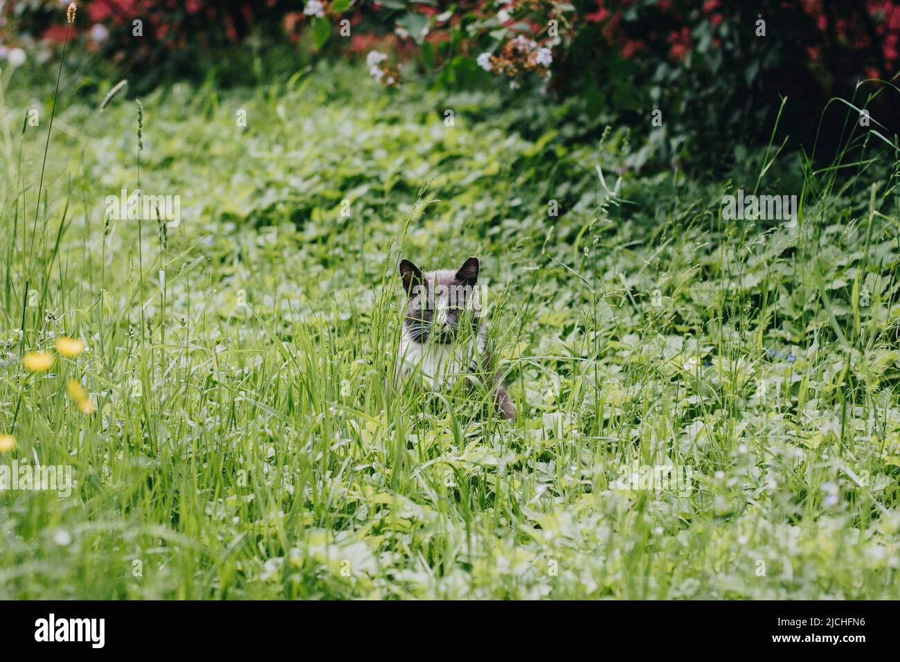 Graue Katze mit weißem Kragen sitzt in einem hohen grünen Gras neben den roten Büschen und schaut im Versteck in die Zelle. Mausjagd für Katzen. Stockfoto
