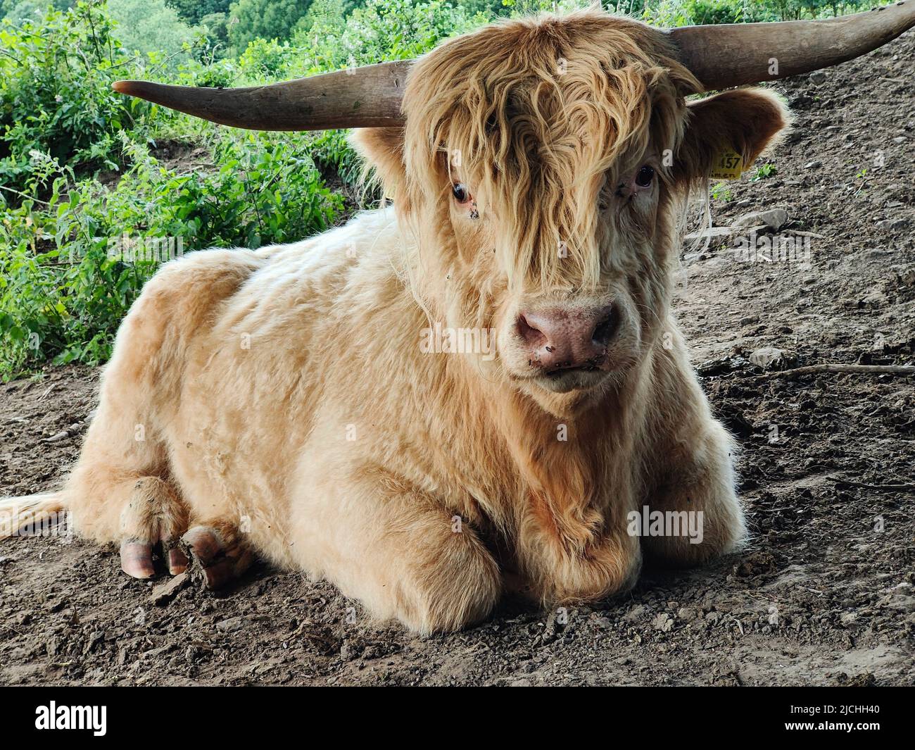 Highlander Kuh Stockfoto