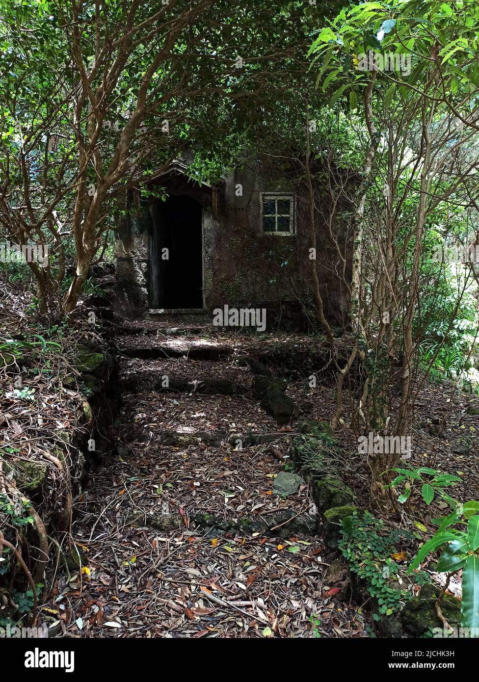 Ein altes Leiterhaus, überwuchert mit verschiedenen Arten von Vegetation am Rande des Waldes in der Nähe der Straße Stockfoto