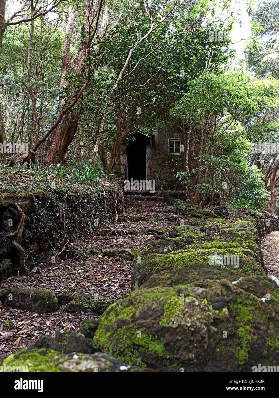 Ein altes Leiterhaus, überwuchert mit verschiedenen Arten von Vegetation am Rande des Waldes in der Nähe der Straße Stockfoto