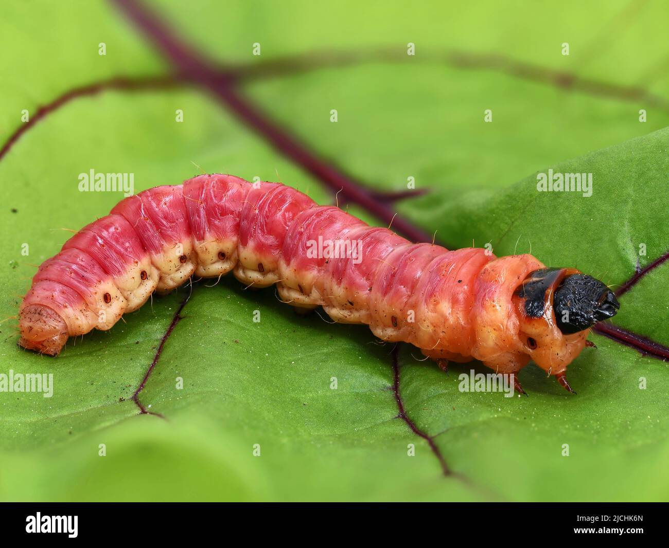 Cossus cossus Raupe auf Blatt, Nahaufnahme einer großen roten Ziegenmottenraupe aus der Familie cossidae Stockfoto