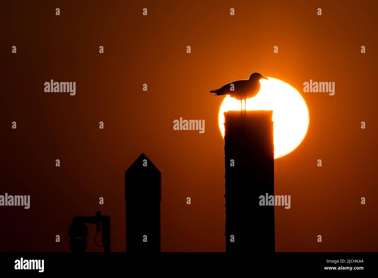 Möwen bei West Mersea in Essex, Großbritannien Stockfoto