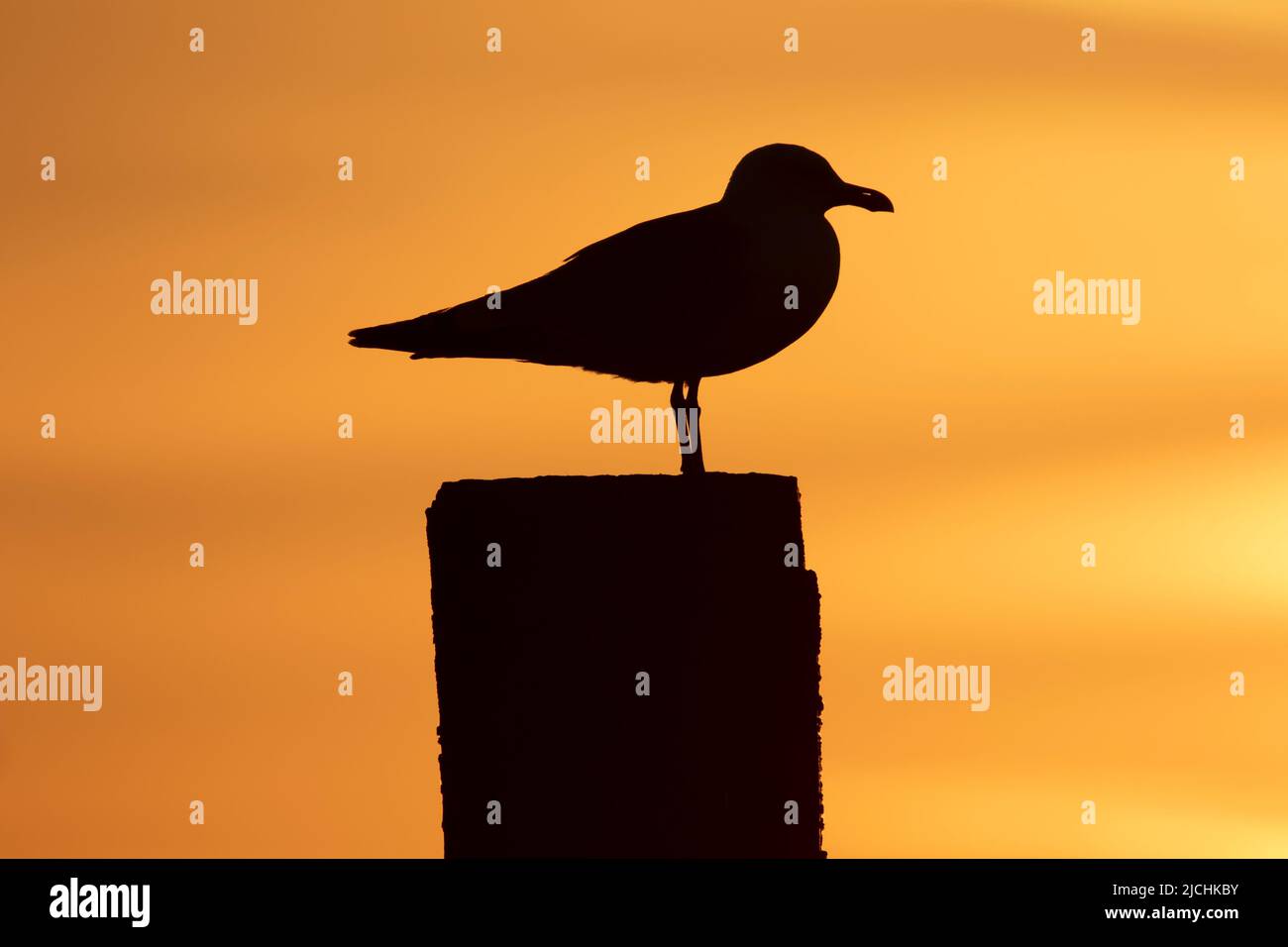 Möwen bei West Mersea in Essex, Großbritannien Stockfoto