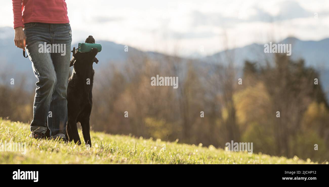 Schwarze labrador Retriever Hündin, die neben ihrem Besitzer sitzt und draußen auf einer wunderschönen Wiese einen Dummy im Mund hält. Stockfoto