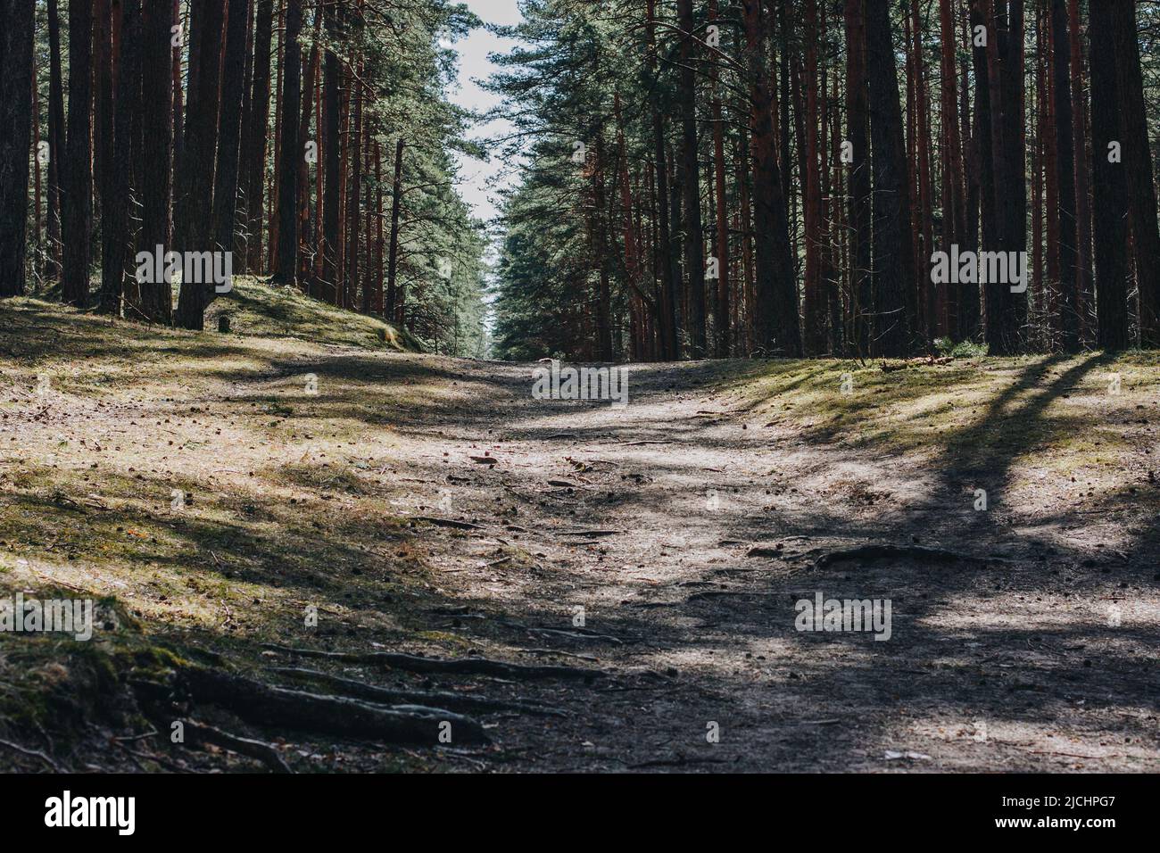 Sandiger Fußweg in einem Kiefernwald mit vielen Baumwurzeln. Sonniger Sommertag. Stockfoto