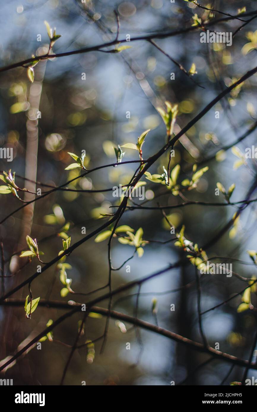 Junge frische grüne Birke Blätter im Frühjahr an einem sonnigen Tag blur Hintergrund Textur Stockfoto
