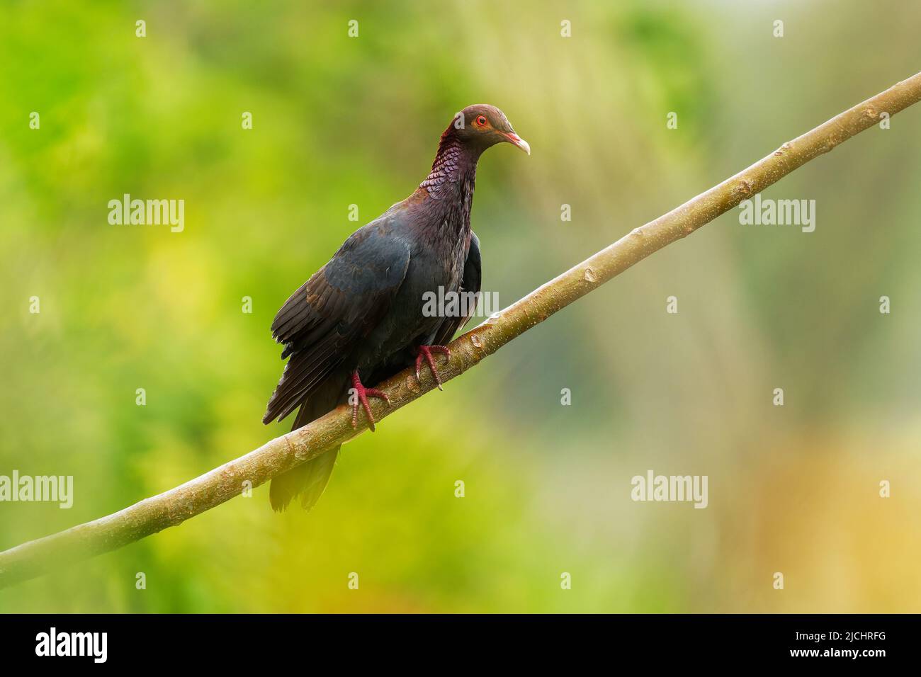 Kalbtaube - Patagioenas squamosa auch Rothalstaube, Vogelfamilie Columbidae, kommt in der gesamten Karibik vor, große schiefergraue Taube Stockfoto