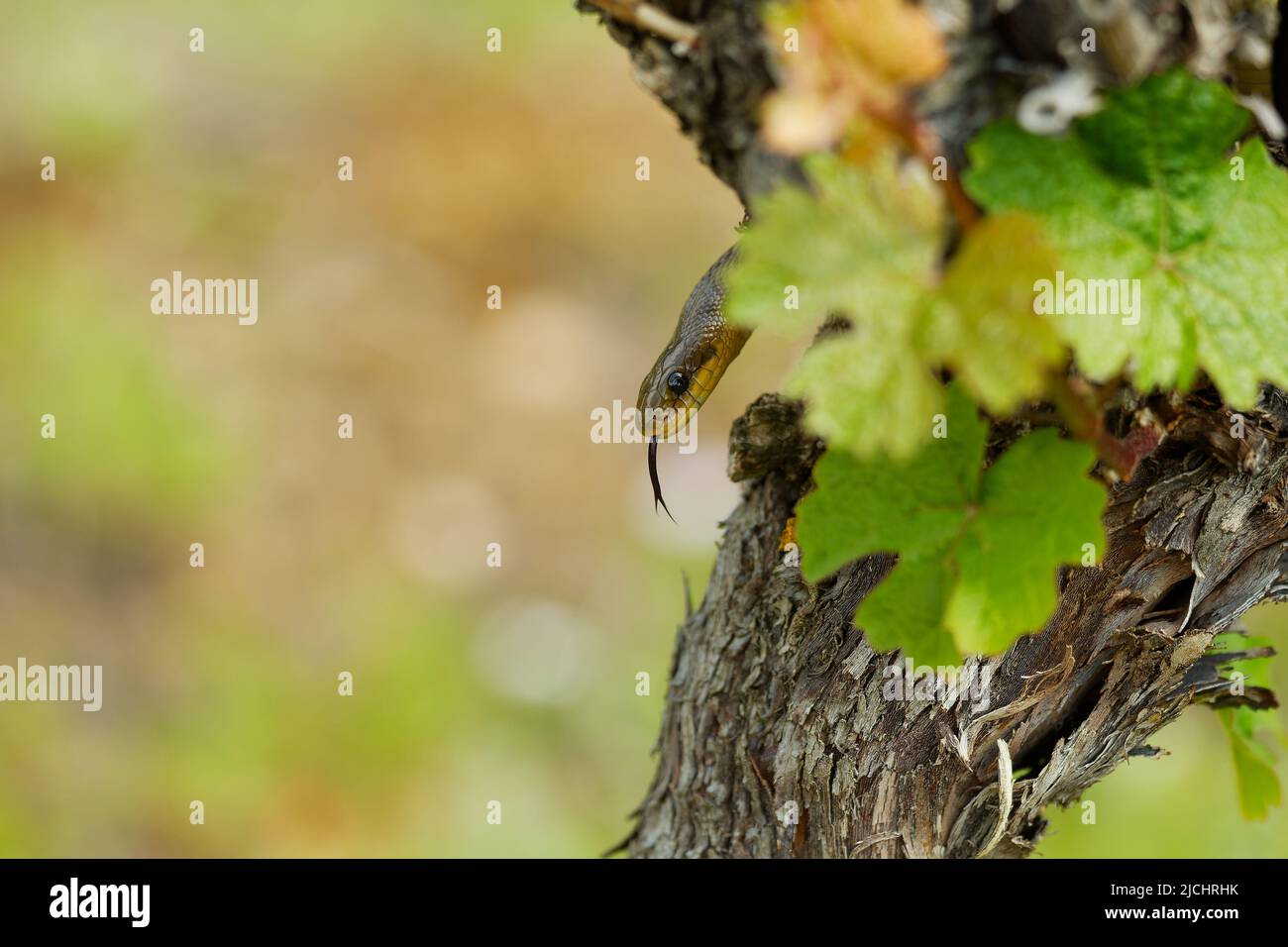 Aesculapian Snake - Zamenis longissimus, Elaphe longissima, nicht giftige olivgrüne und gelbe Schlange aus Europa, Colubrinae Unterfamilie der Familie Stockfoto