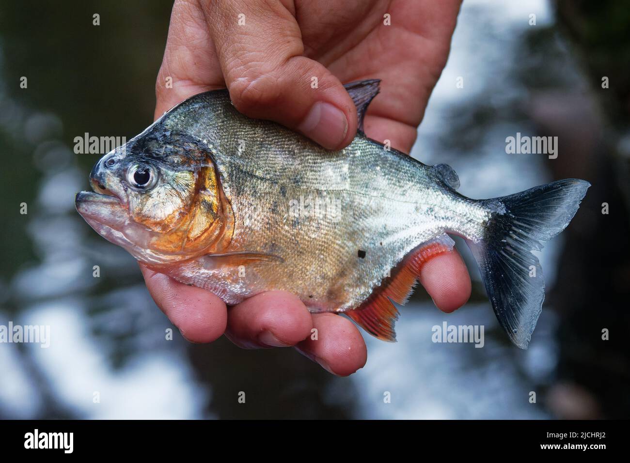 Rotbauchige Piranha - Pygocentrus nattereri auch rote Piranha, Fisch aus Südamerika, gefunden in Amazonas, Paraguay, Parana und Essequibo Becken, CO Stockfoto
