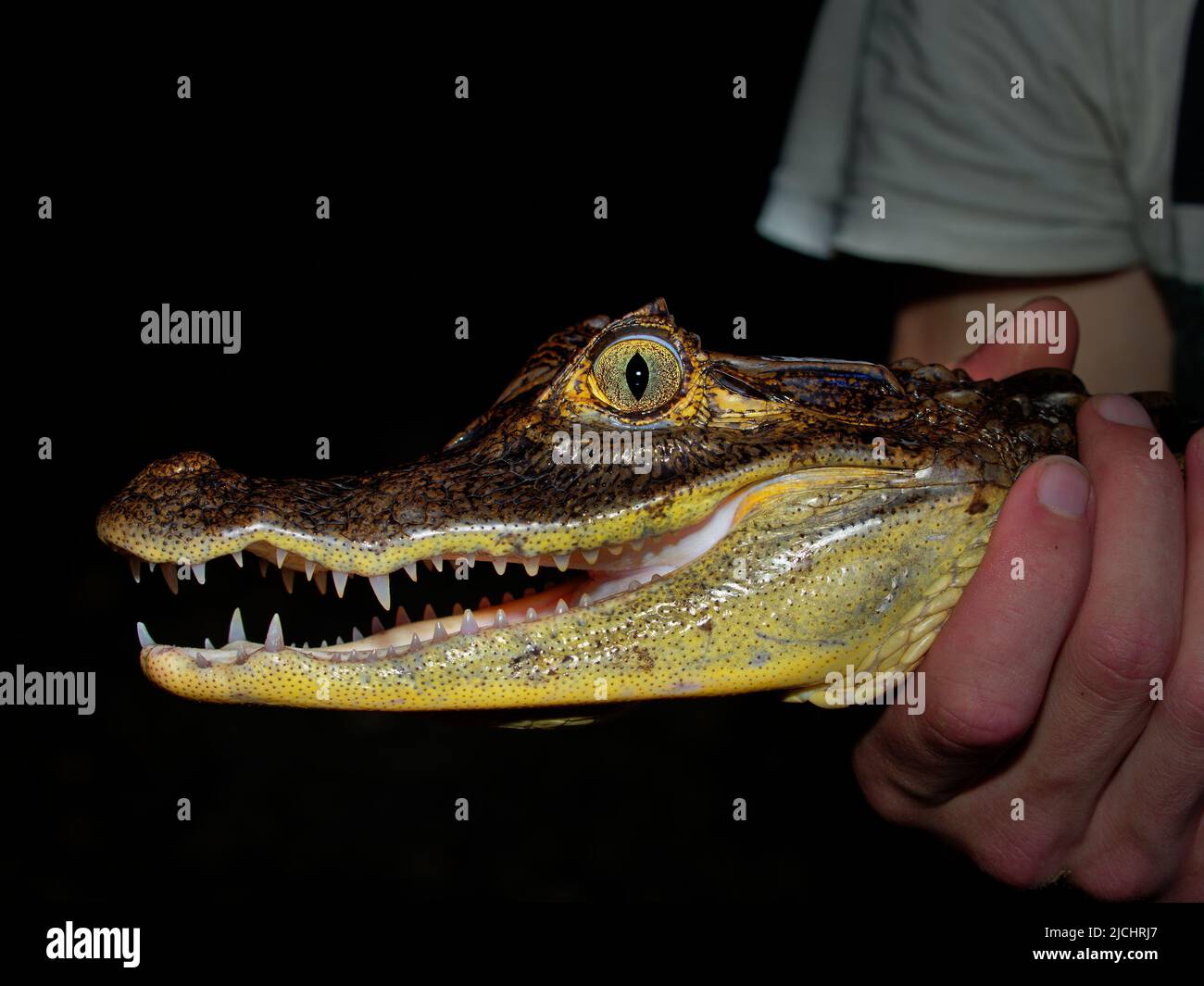 Brillencaiman - Caiman crocodilus auch weißer oder gewöhnlicher oder gesprenkelter Caiman in der Nacht, Krokodil bei Alligatoridae, bräunlicher, gelblich-grauer Witz Stockfoto