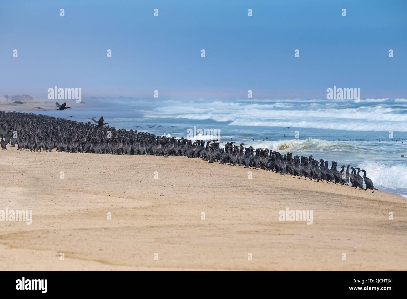 Namibia, Tausende Kormorane an der Küste, Skelettküste Stockfoto