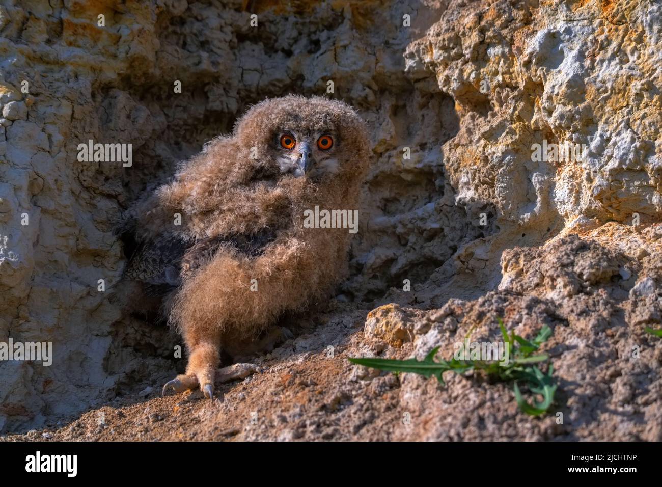 Jungvögel von Eurasischen Adlereulen oder Bubo in der Nähe seines Nestes in der Steppe Stockfoto
