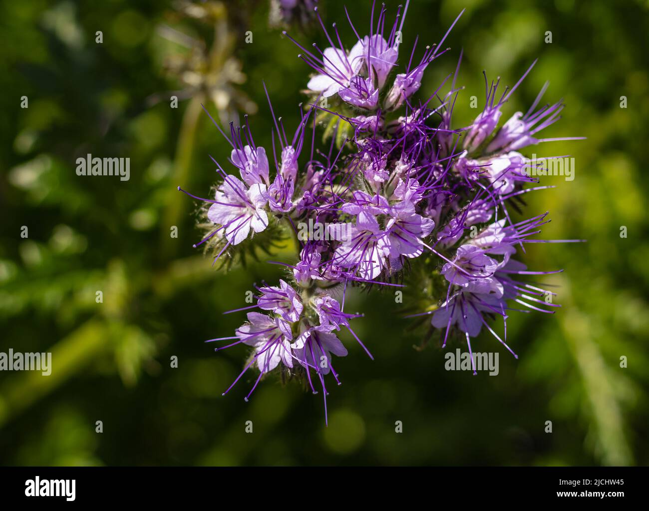 Wildblumen Lacy Phacelia tanacetifolia auf der Sommerwiese. Purple Tansy Honigpflanze, zieht Bestäuber an. Phacelia Blume wertvoller grüner Dünger Stockfoto